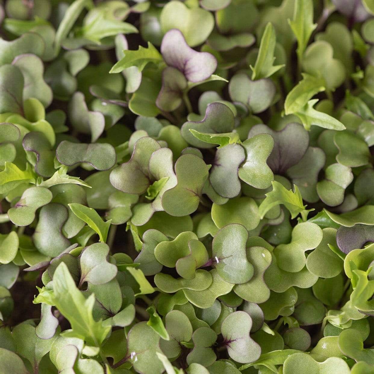 Southern Mild Microgreen Mix – 8 grams