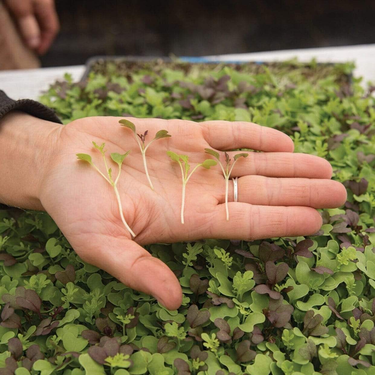 Southern Spice Mix Microgreens – 8 grams