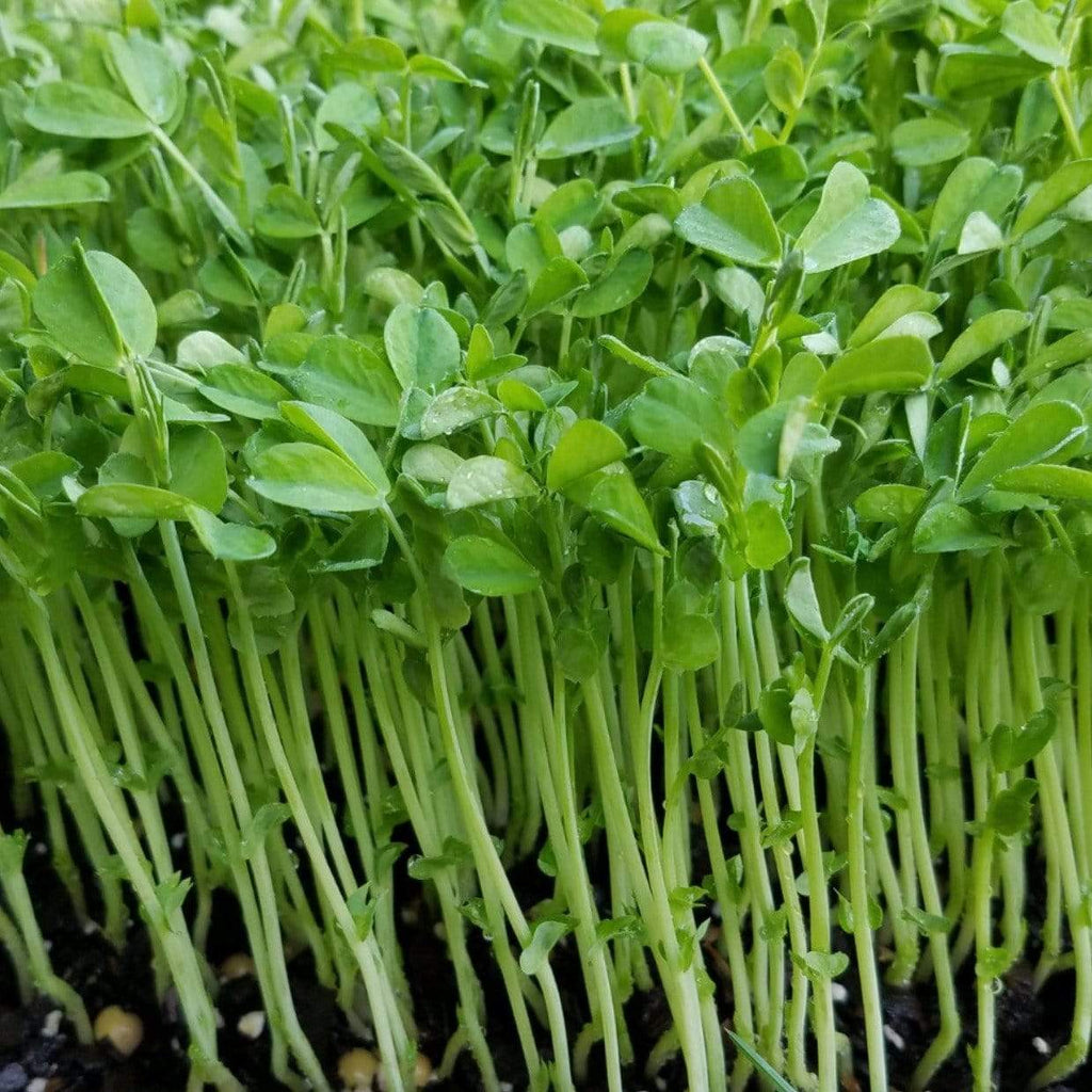Speckled Pea Microgreens – 15 grams