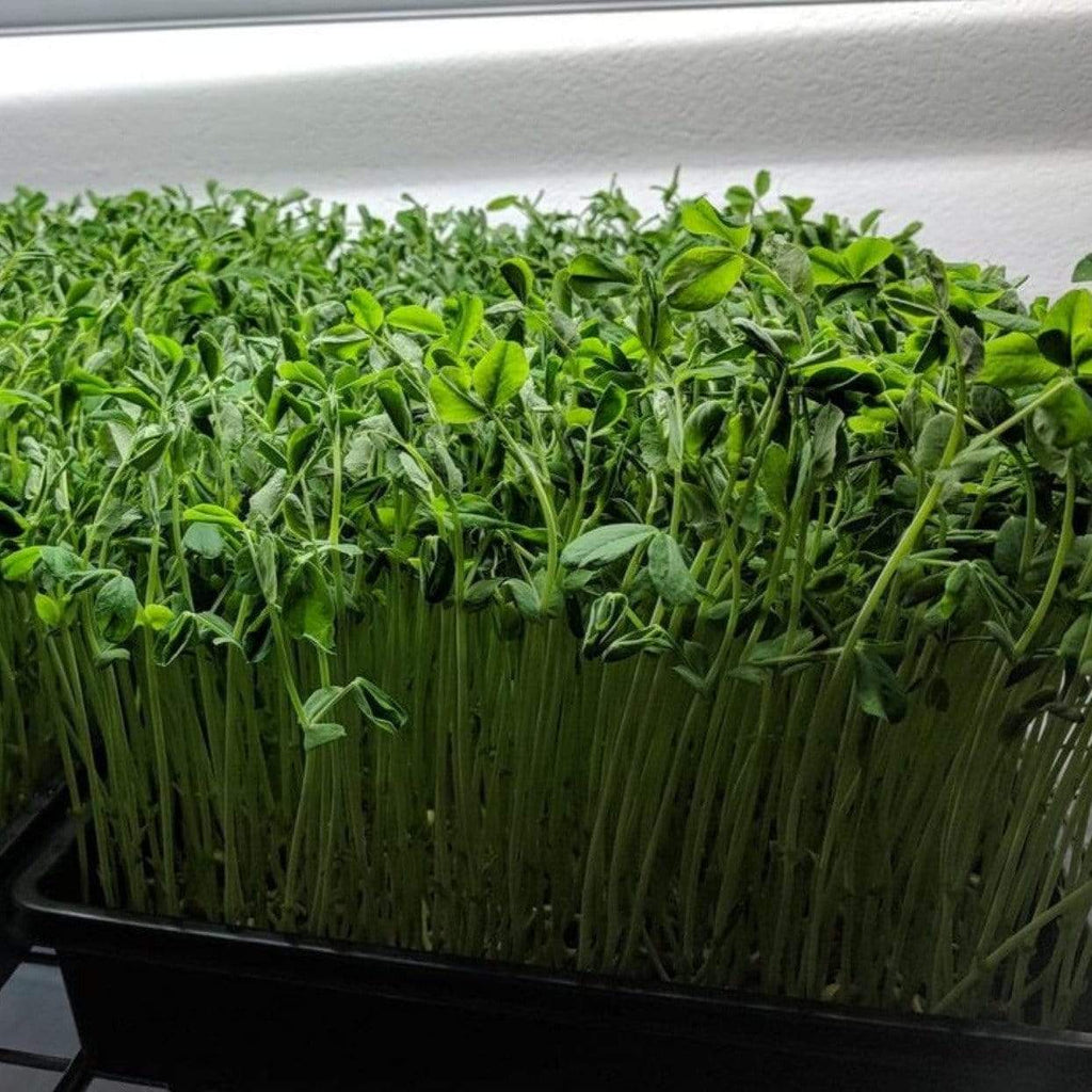 Speckled Pea Microgreens – 15 grams