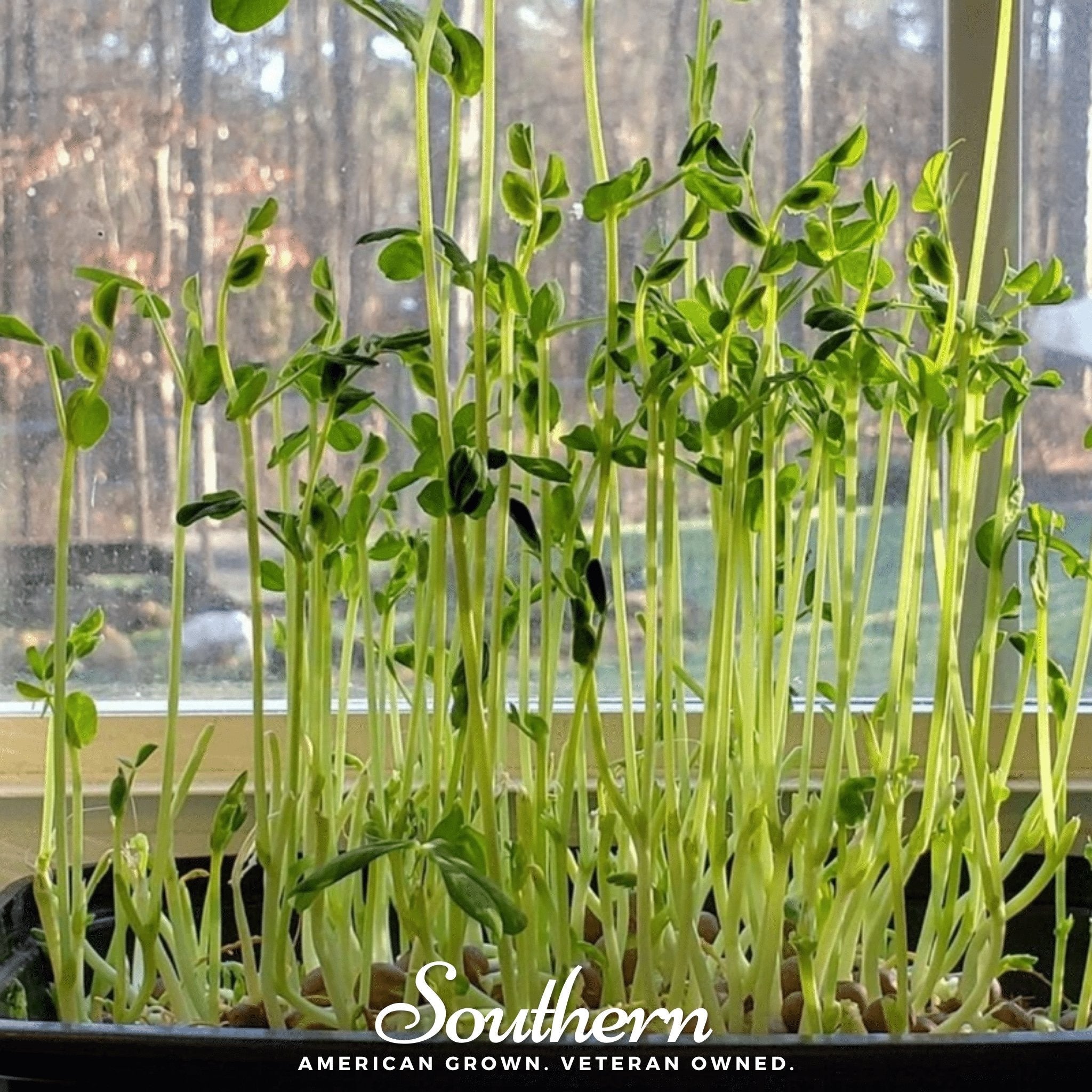 Speckled Pea Microgreens – 15 grams