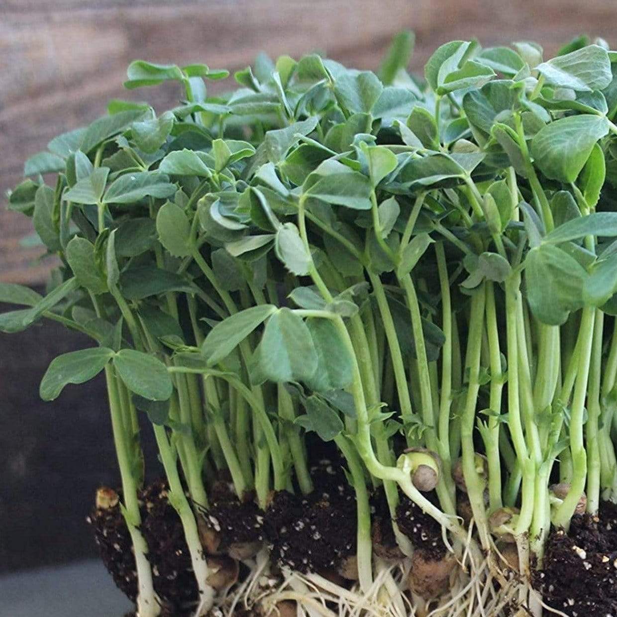 Speckled Pea Microgreens – 15 grams