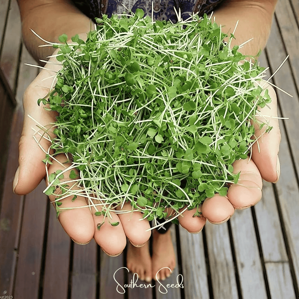 Wasabi Spicy Mustard Microgreen – 10 grams