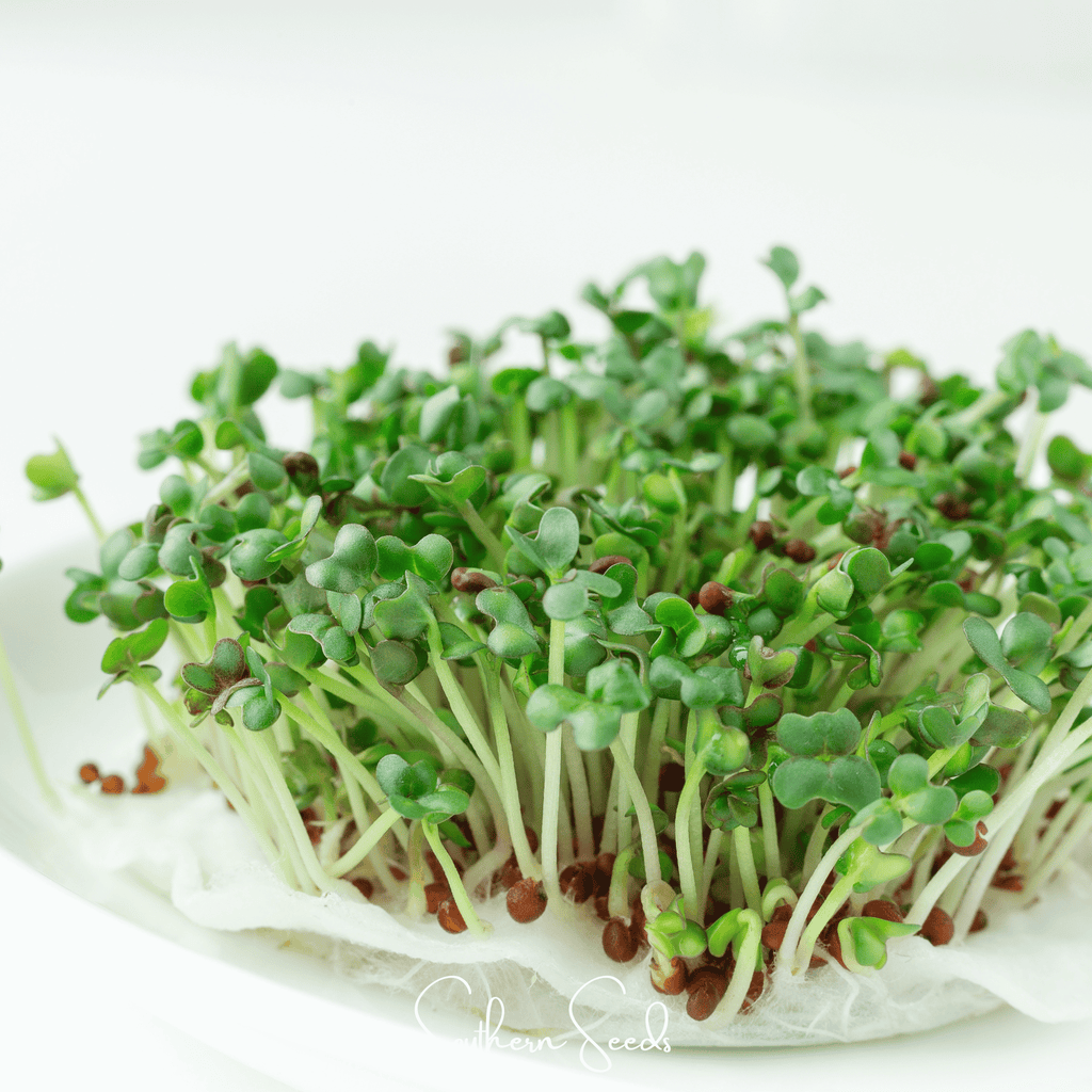 Wasabi Spicy Mustard Microgreen – 10 grams