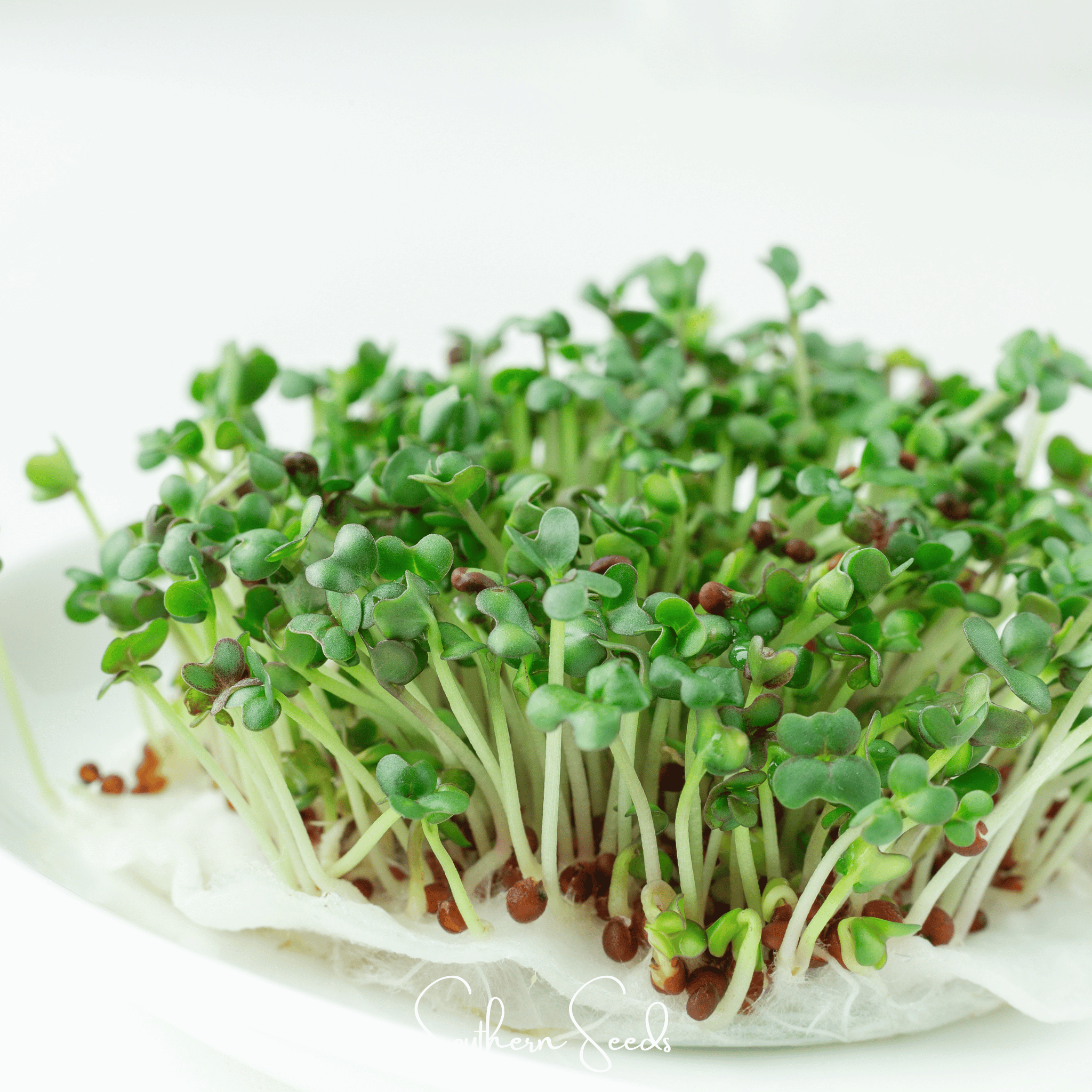 Wasabi Spicy Mustard Microgreen – 10 grams