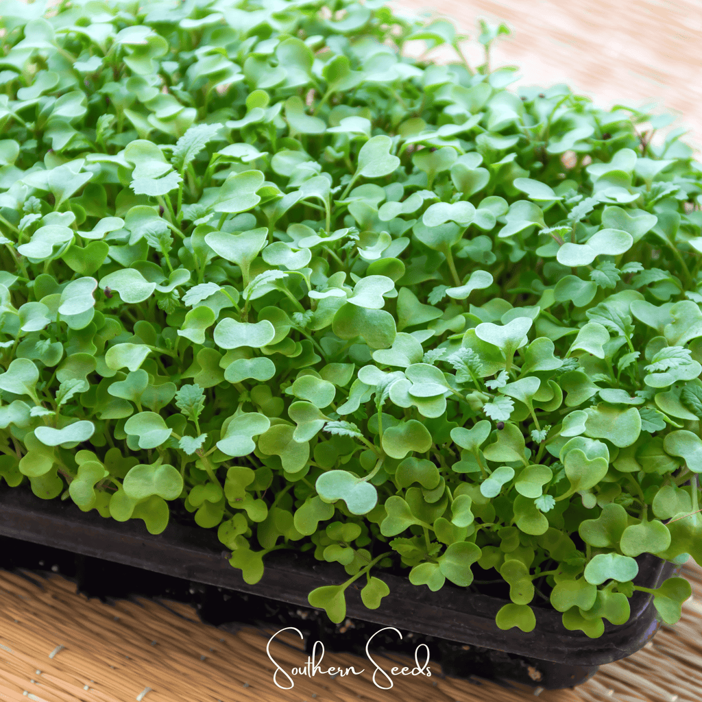 Wasabi Spicy Mustard Microgreen – 10 grams