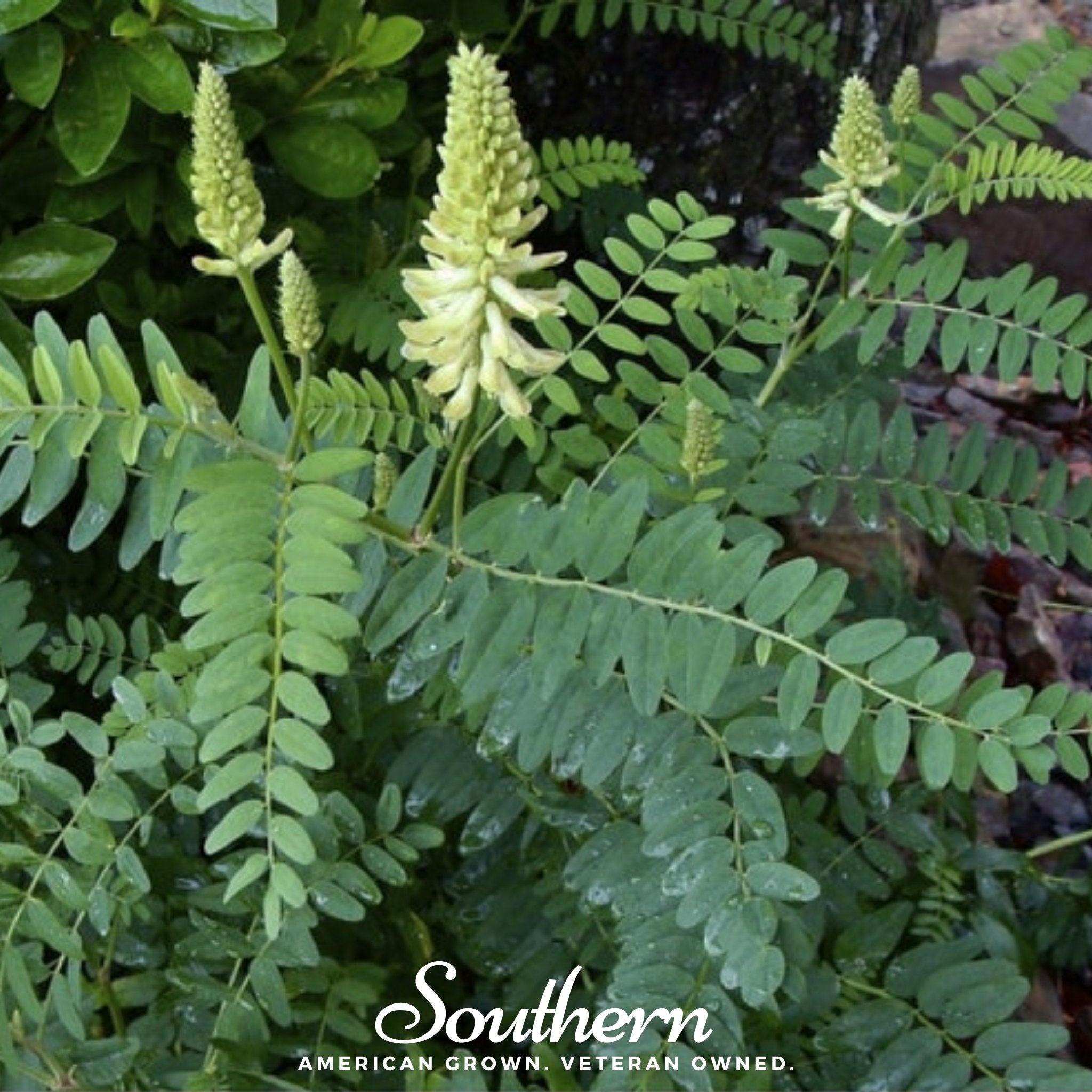 Canadian Milk Vetch – 50 Seeds