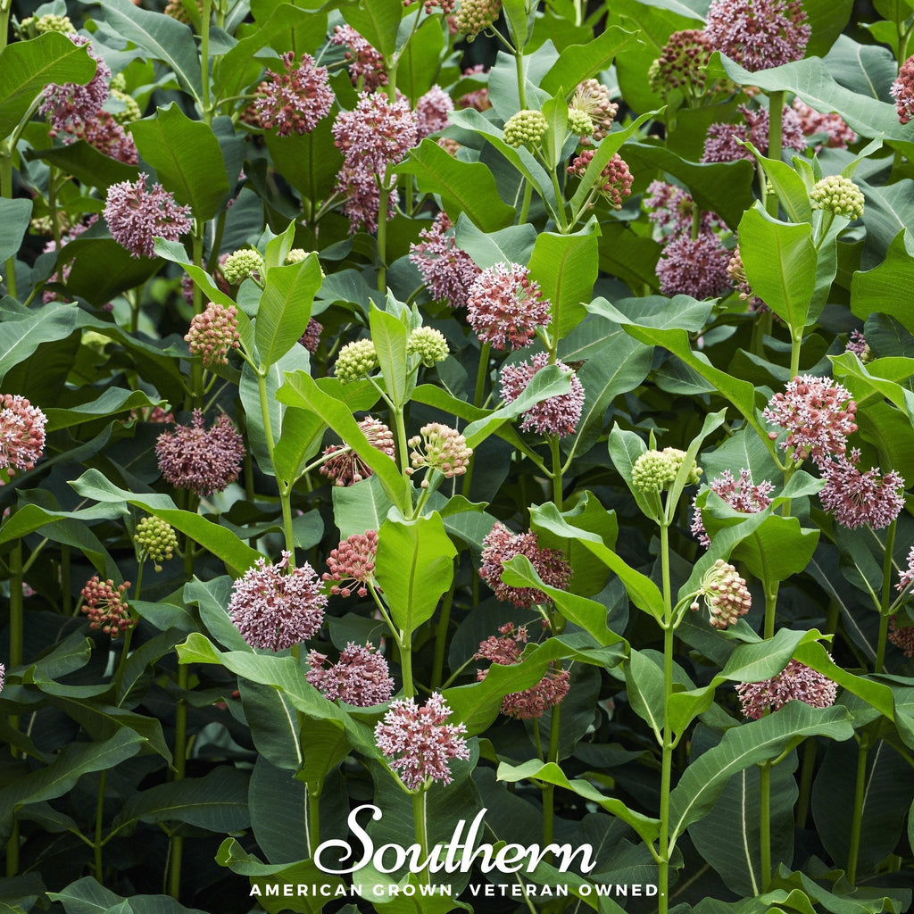 Common Milkweed – 50 Seeds