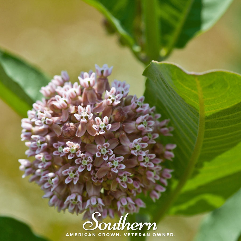 Common Milkweed – 50 Seeds