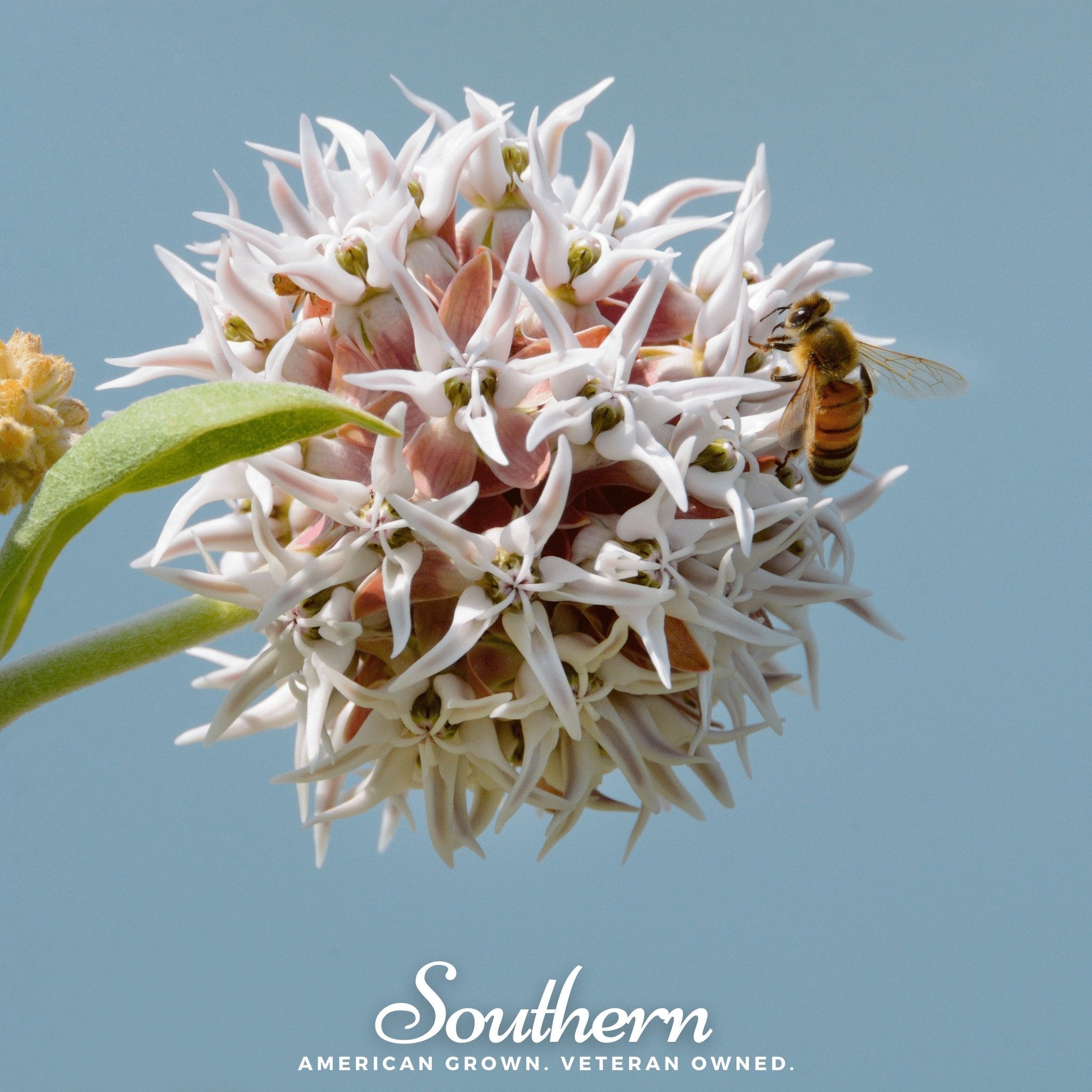 Showy Milkweed – 20 Seeds
