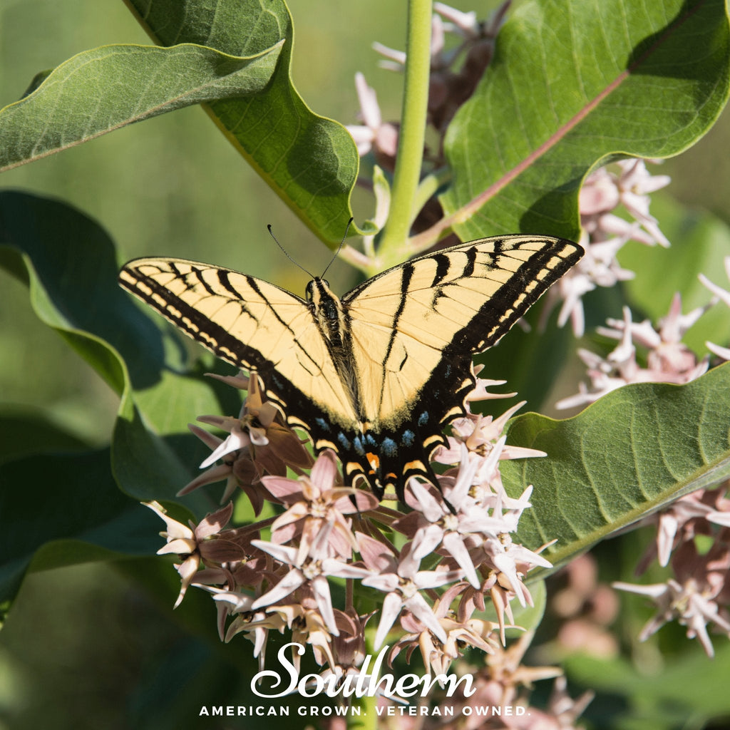 Showy Milkweed – 20 Seeds