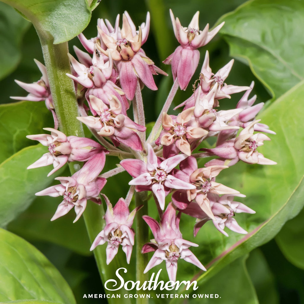 Showy Milkweed – 20 Seeds