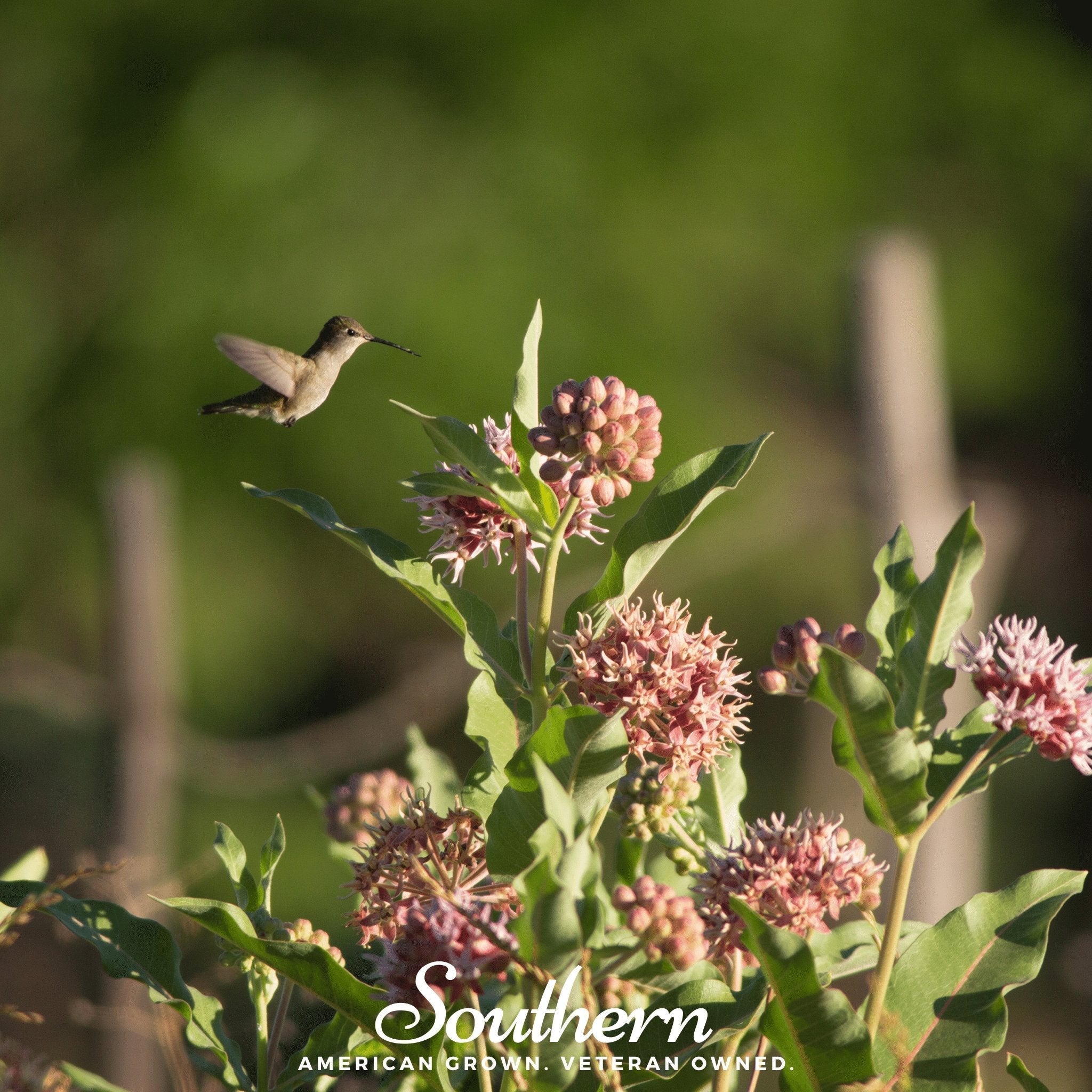Showy Milkweed – 20 Seeds