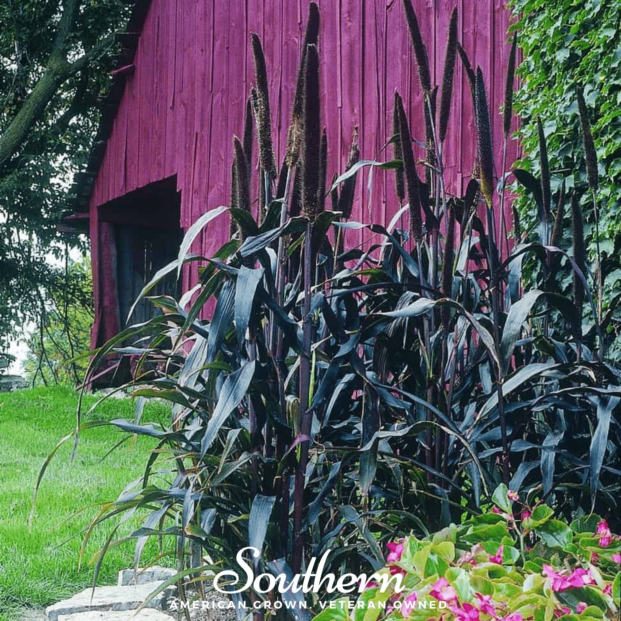 Purple Majesty Millet – 10 Seeds