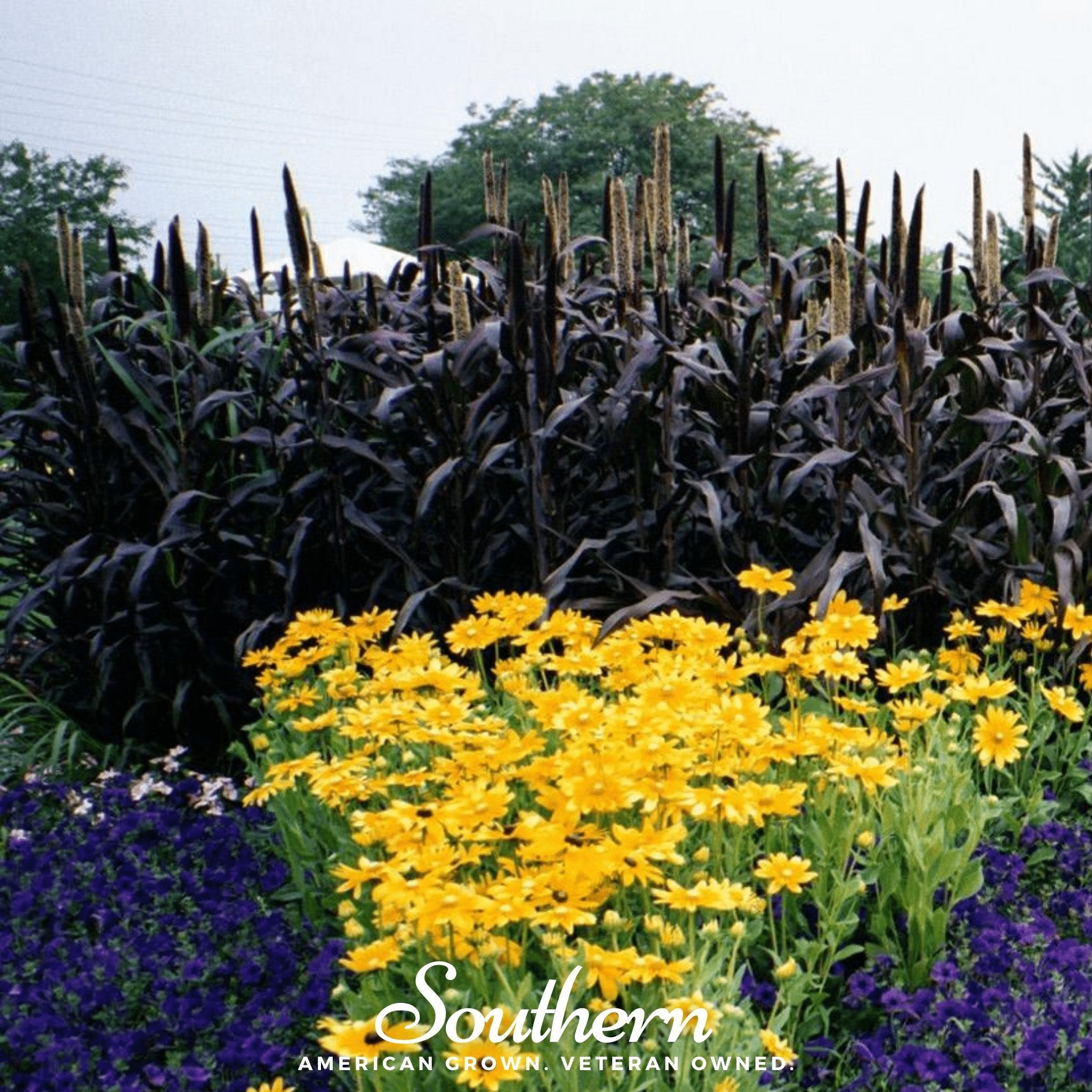 Purple Majesty Millet – 10 Seeds