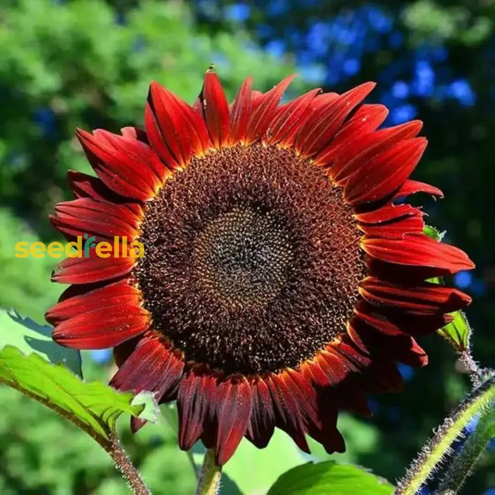 Red Mini Sunflower Seeds – Compact Garden Variety for Vibrant Blooms