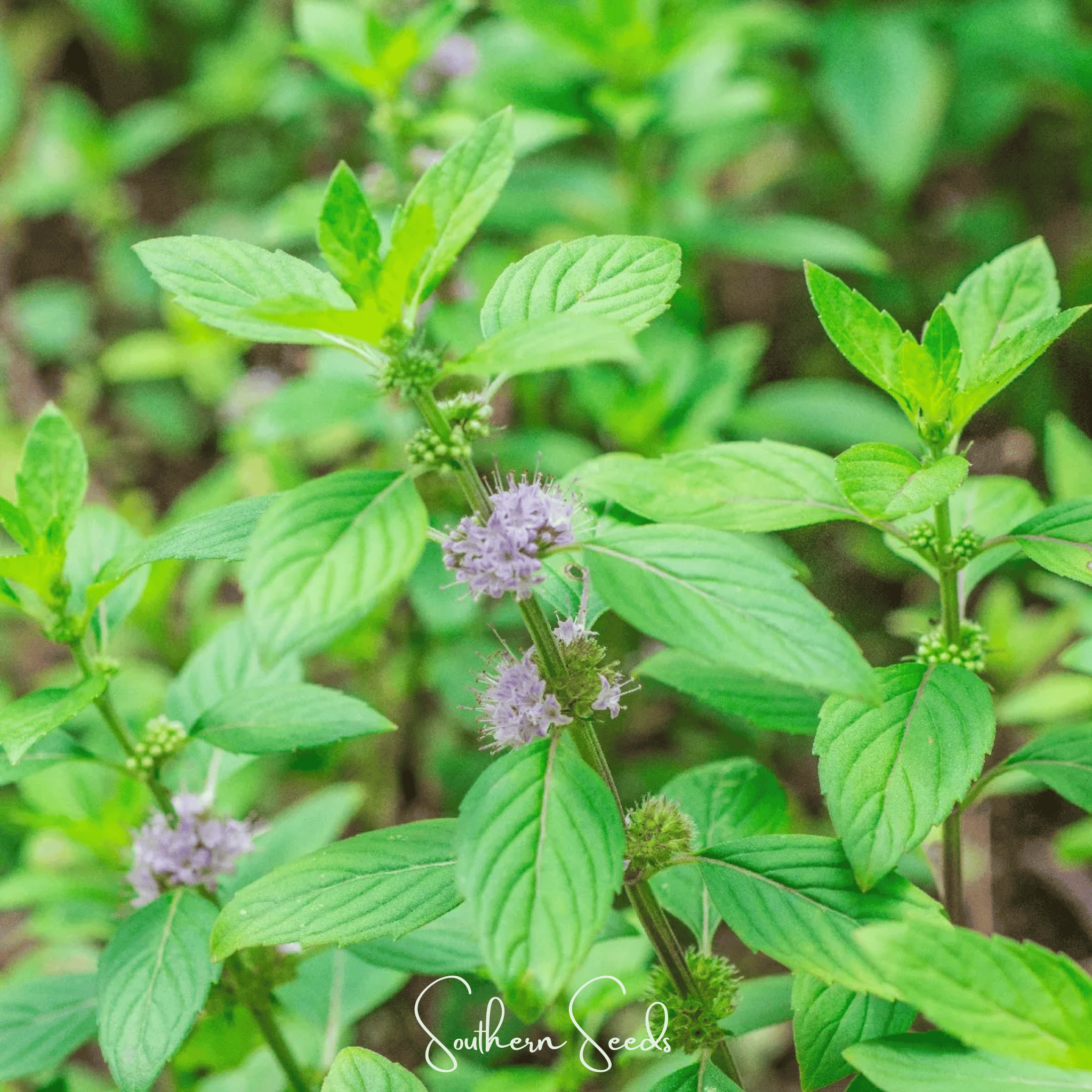 Wild Corn Mint – 100 Seeds