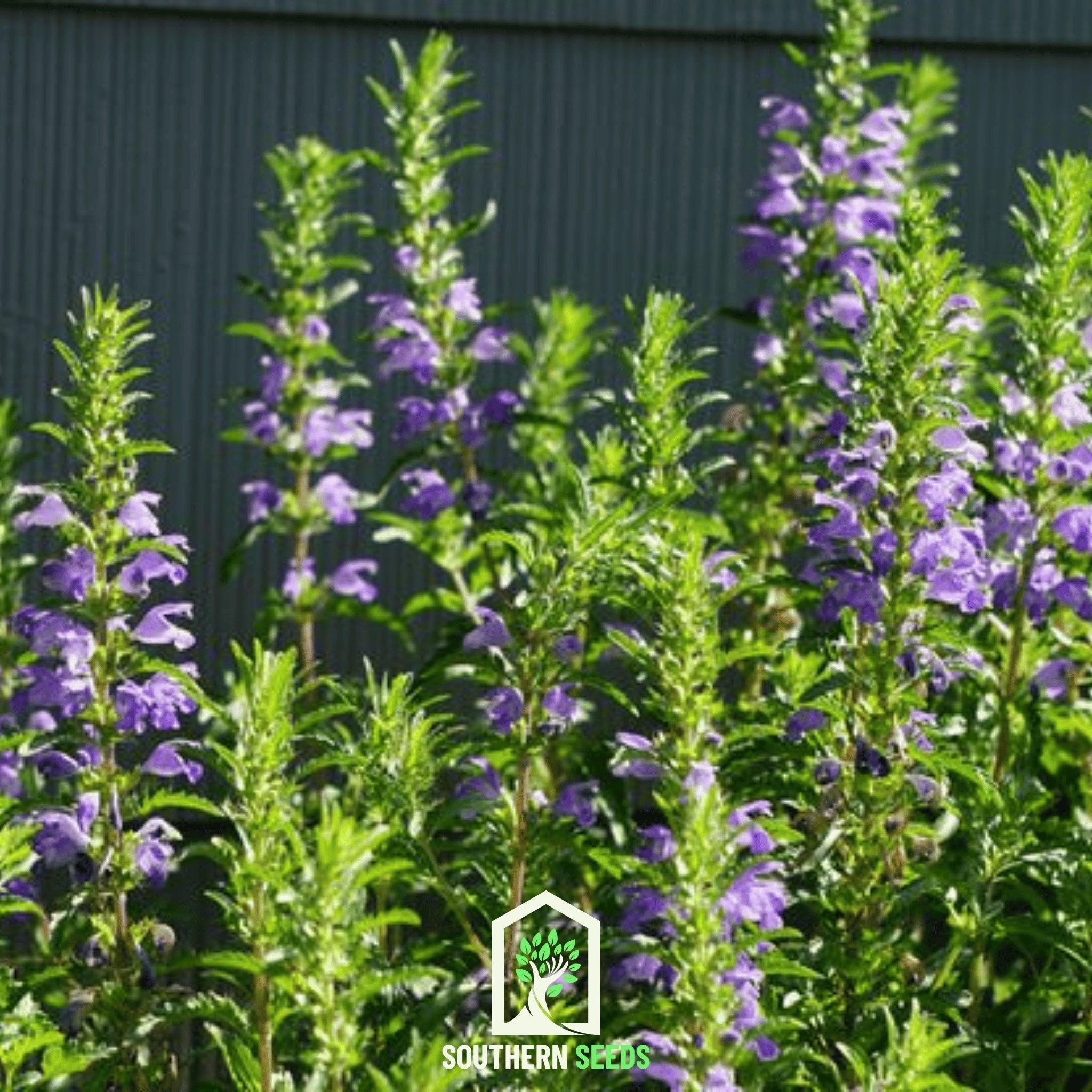 Dragonhead Moldavian Balm – 50 Seeds