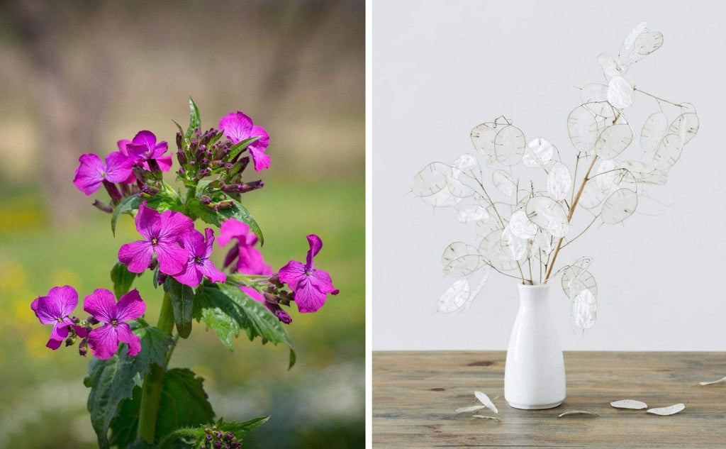 Money Plant – 20 Seeds