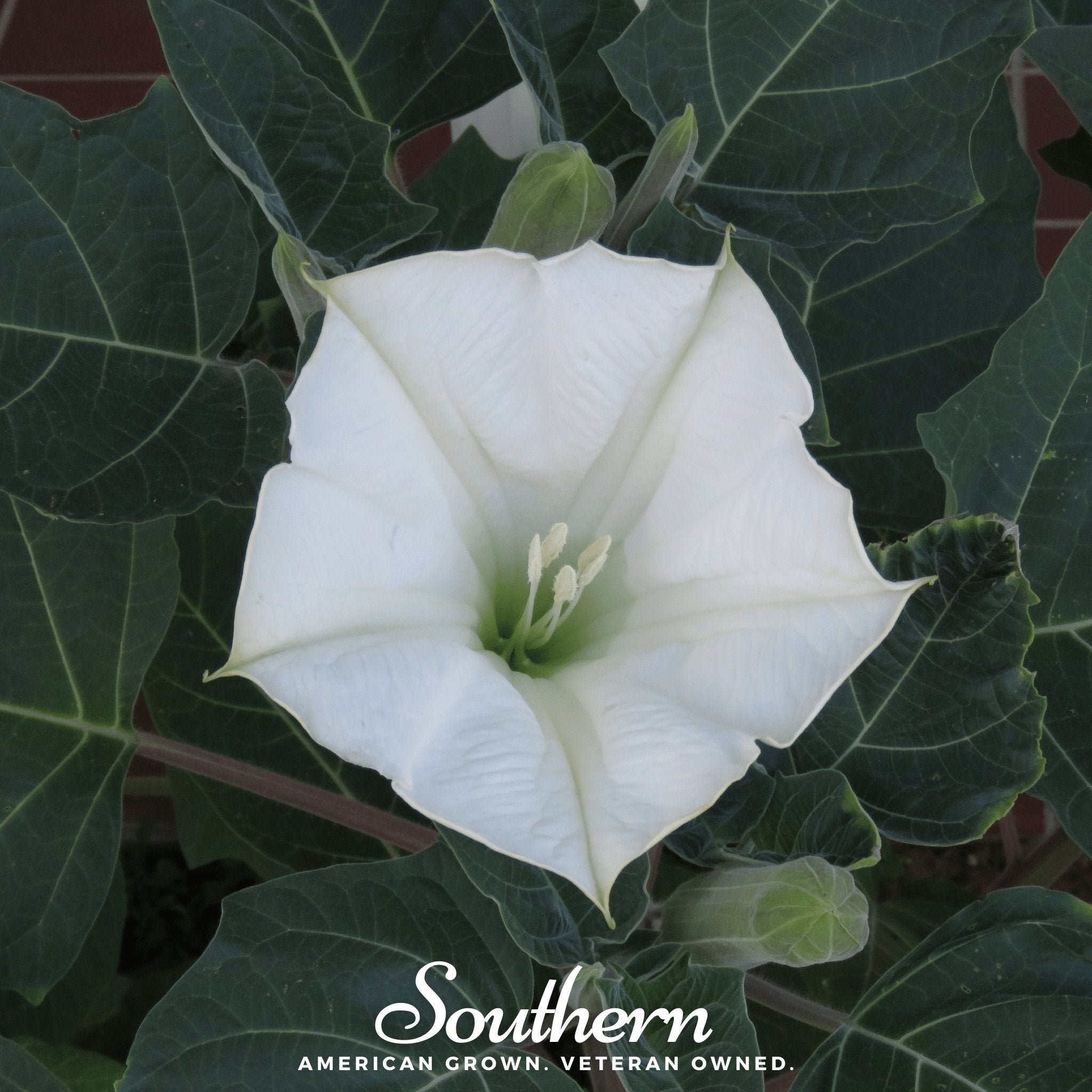 Moonflower – 25 Seeds