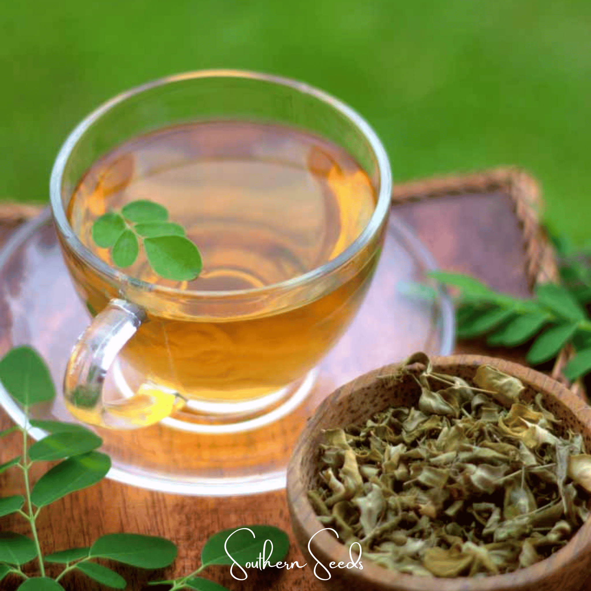 Moringa – 10 Seeds