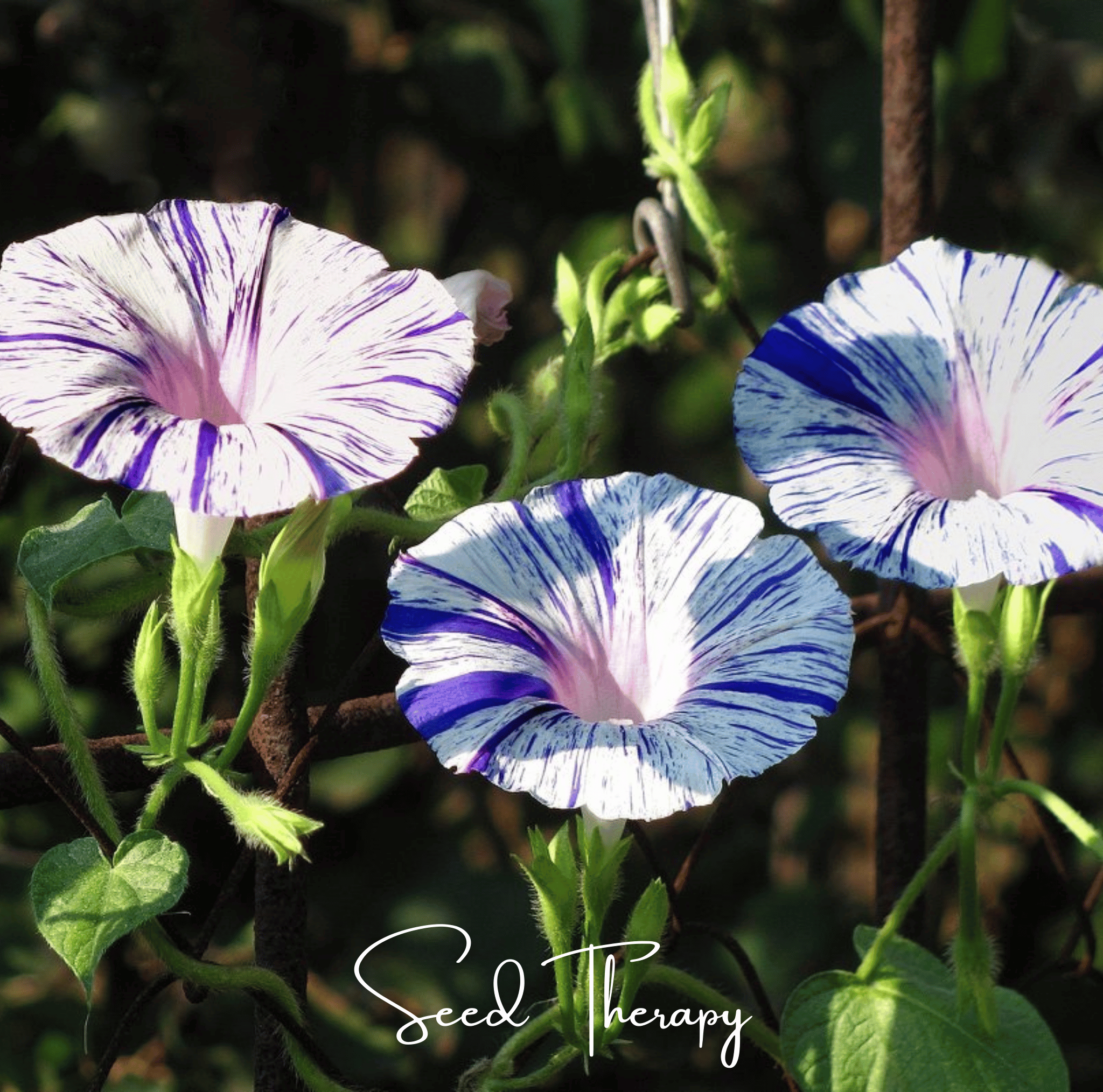 Harlequin Mix Morning Glory – 25 Seeds