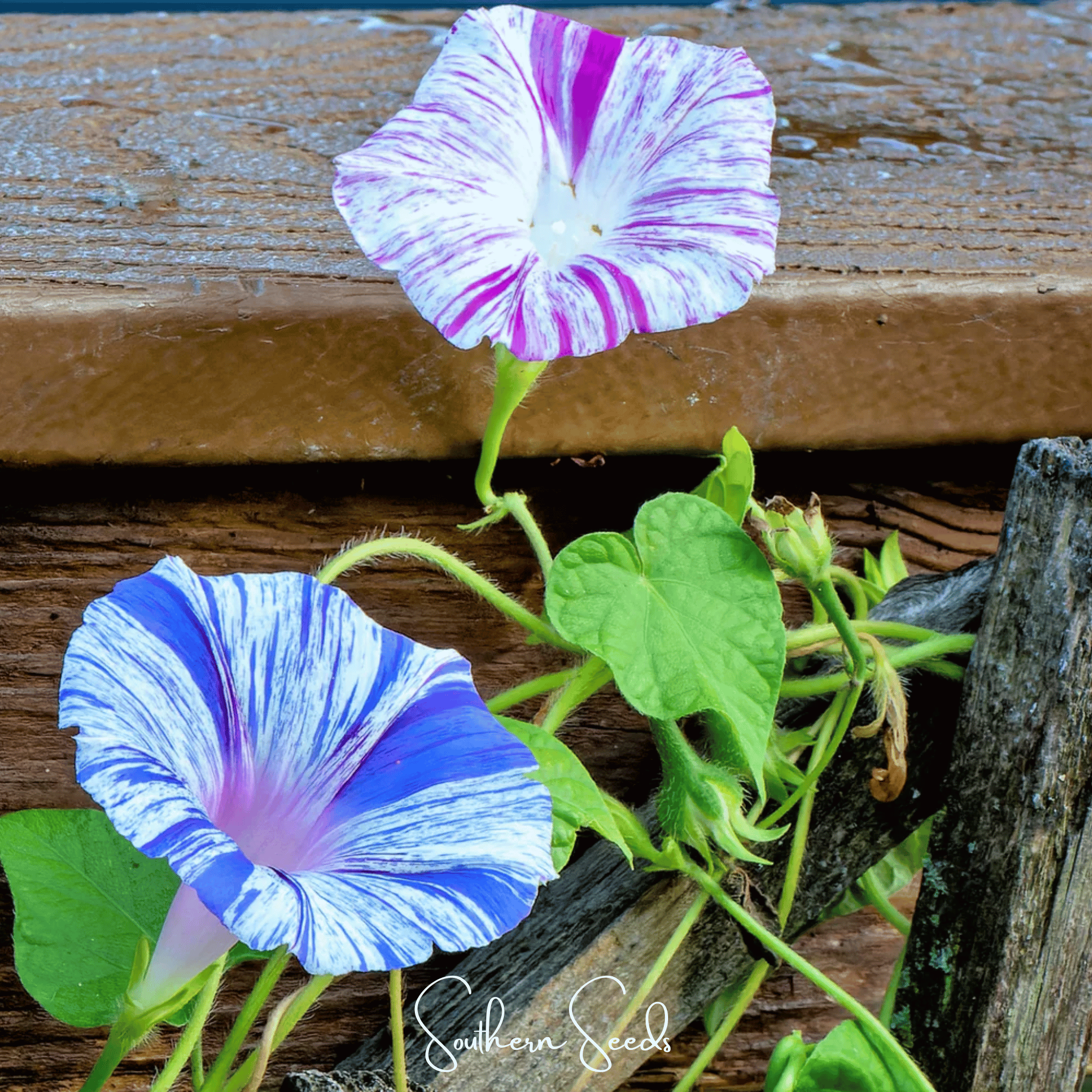 Harlequin Mix Morning Glory – 25 Seeds