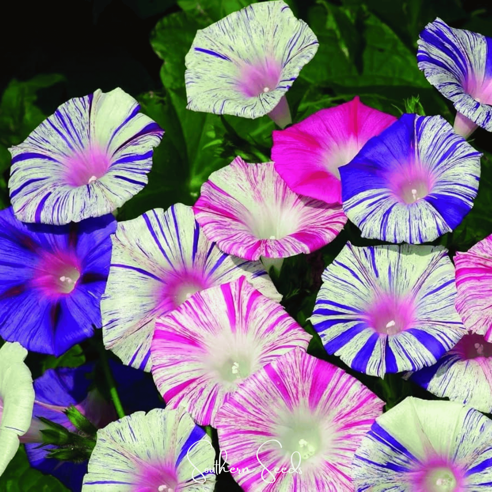 Harlequin Mix Morning Glory – 25 Seeds