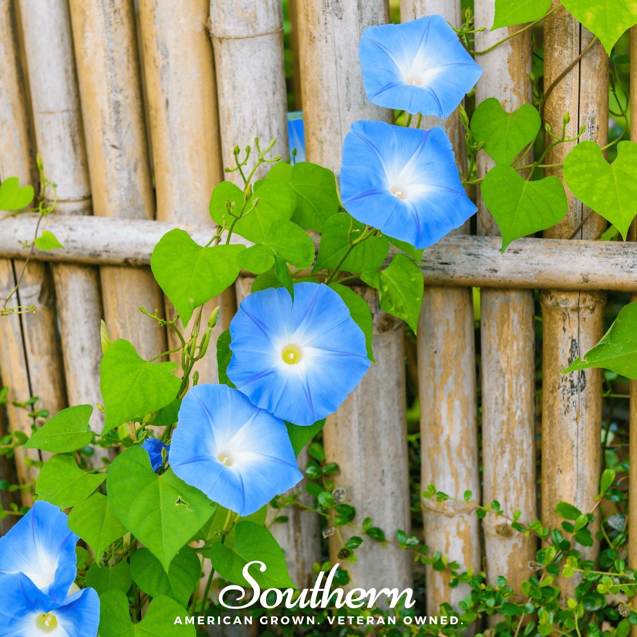 Heavenly Blue Morning Glory – 50 Seeds