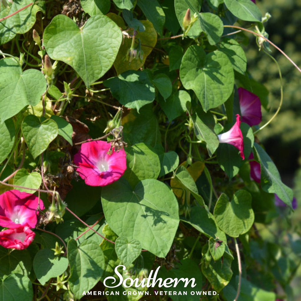 Scarlett O’Hara Morning Glory – 50 Seeds
