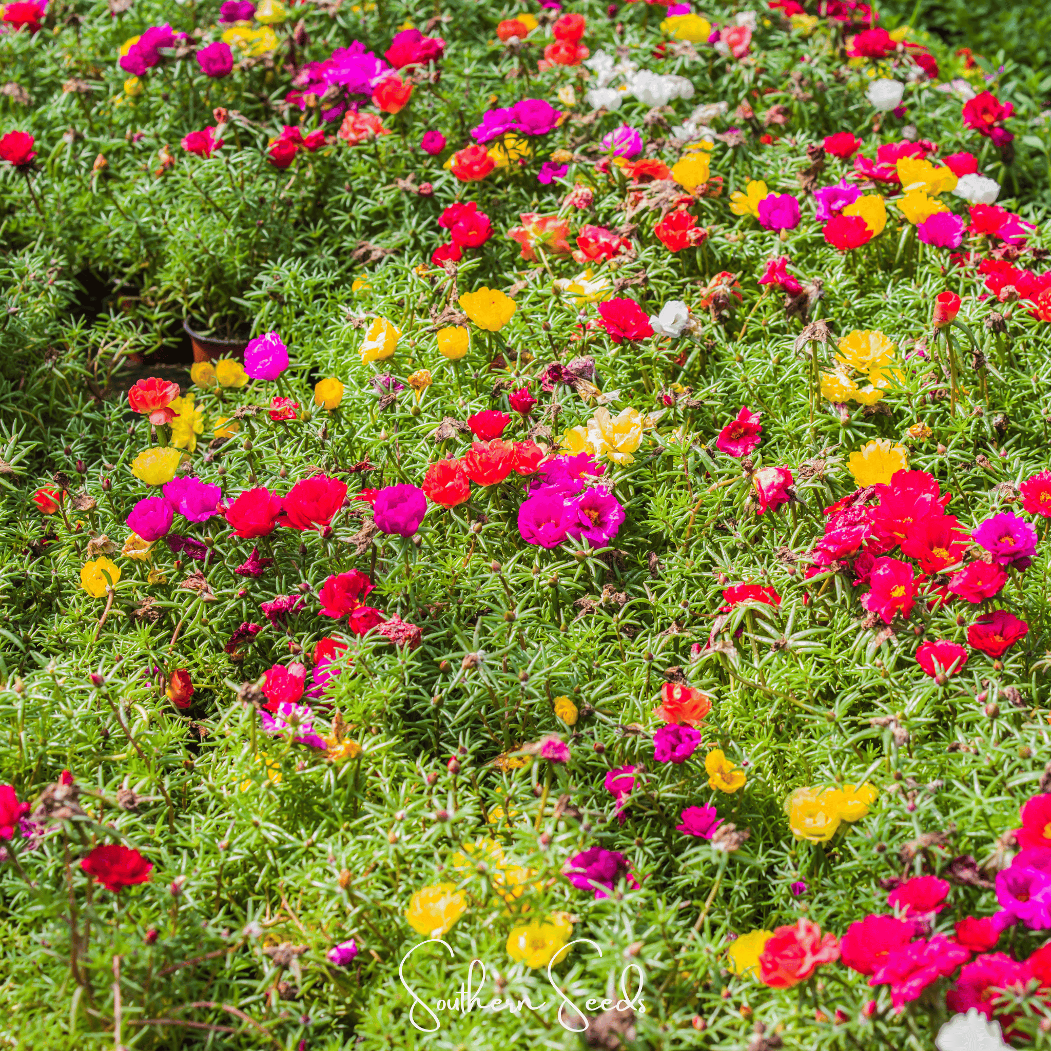 Moss Rose Mix – 250 Seeds