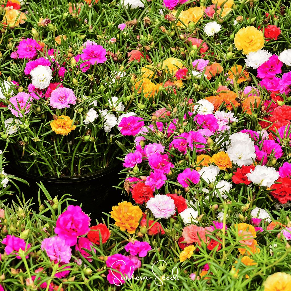 Moss Rose Mix – 250 Seeds