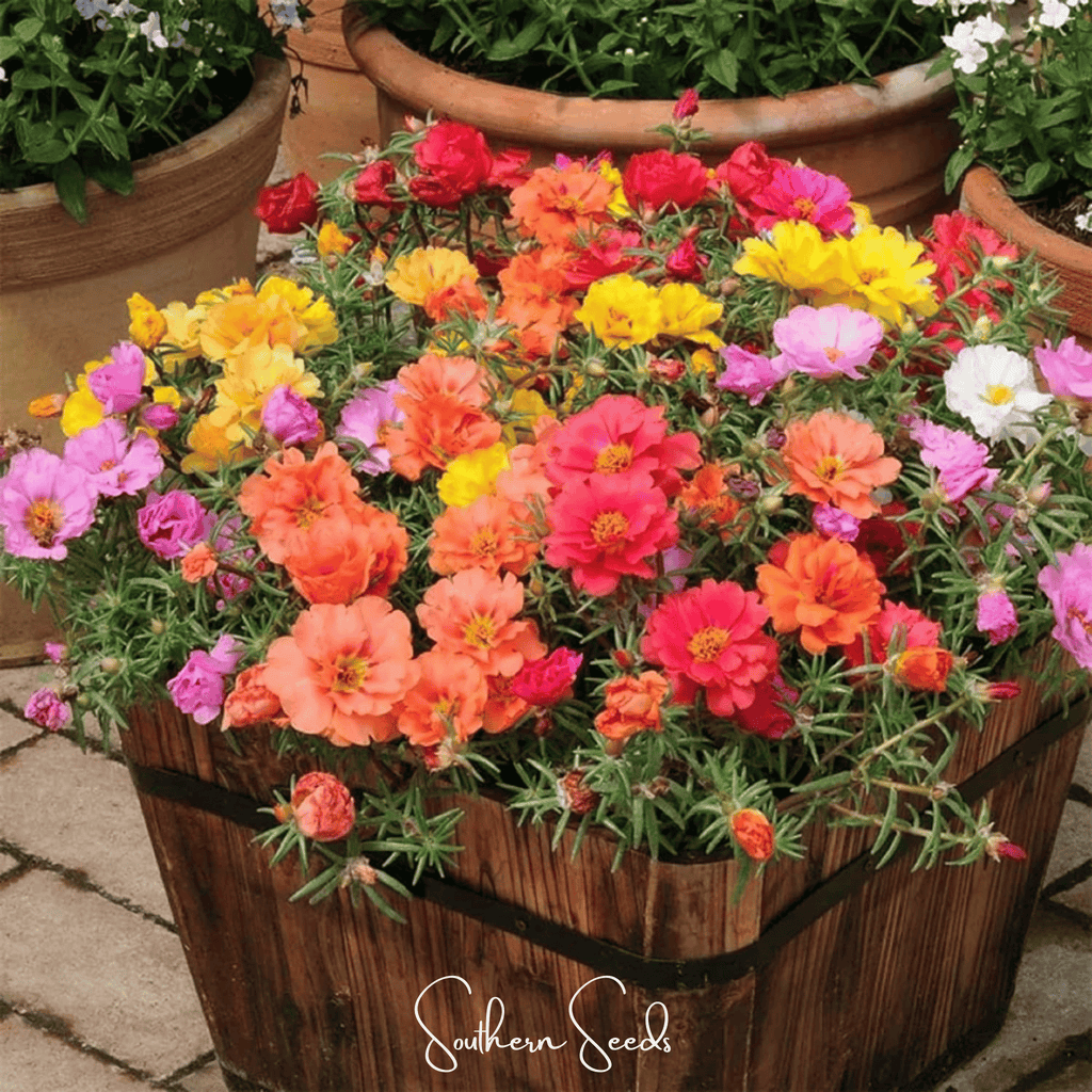 Moss Rose Mix – 250 Seeds