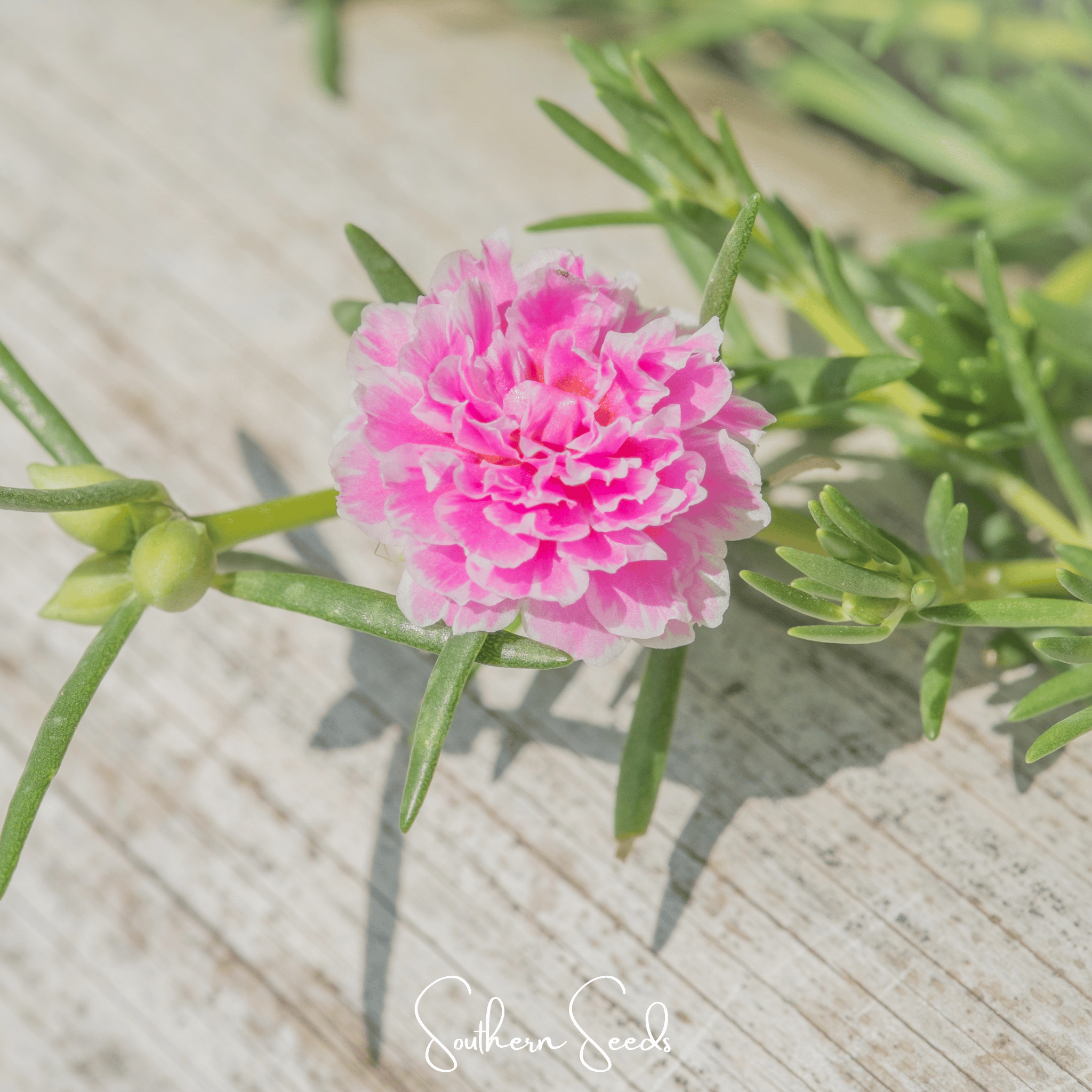 Pink Moss Rose – 250 Seeds
