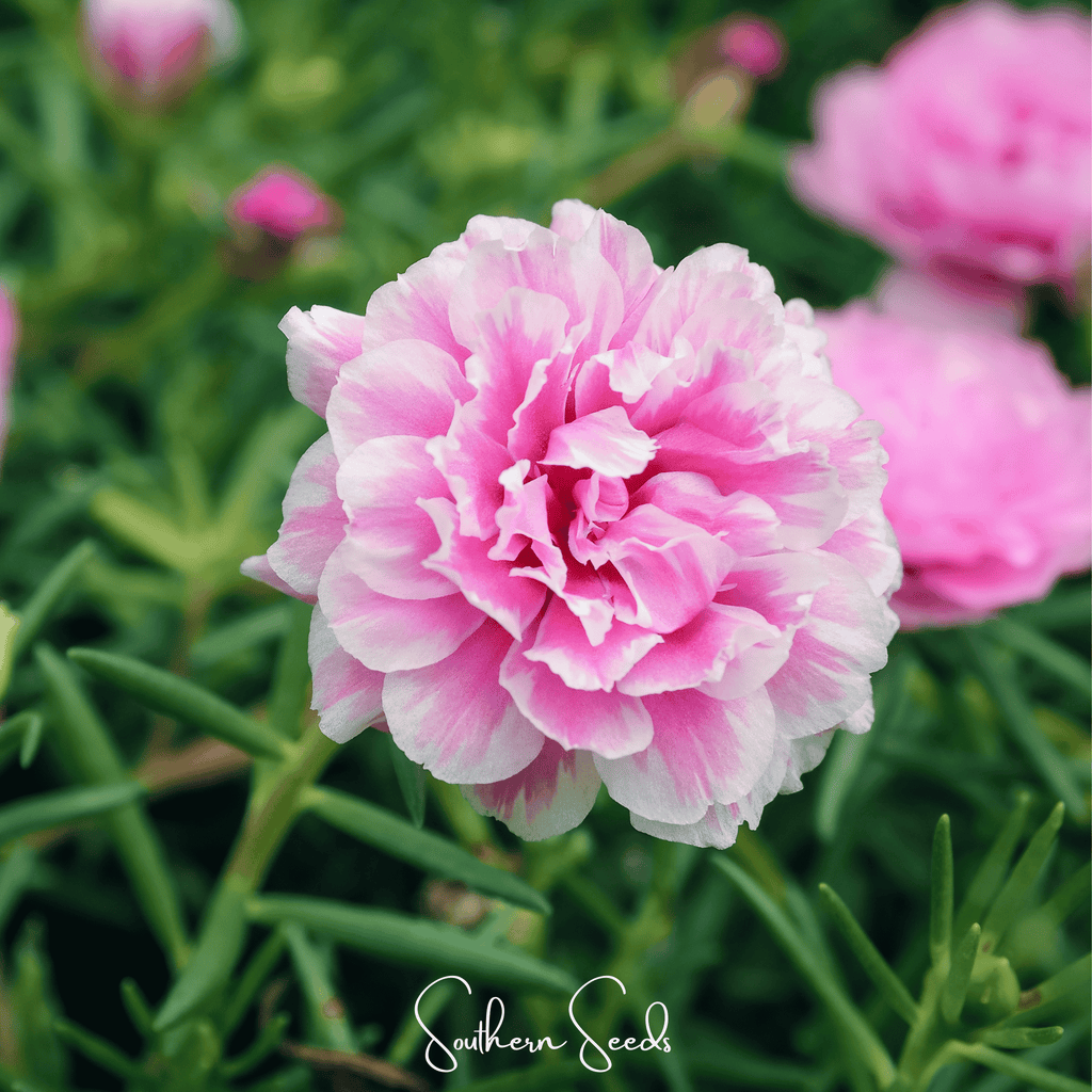Pink Moss Rose – 250 Seeds