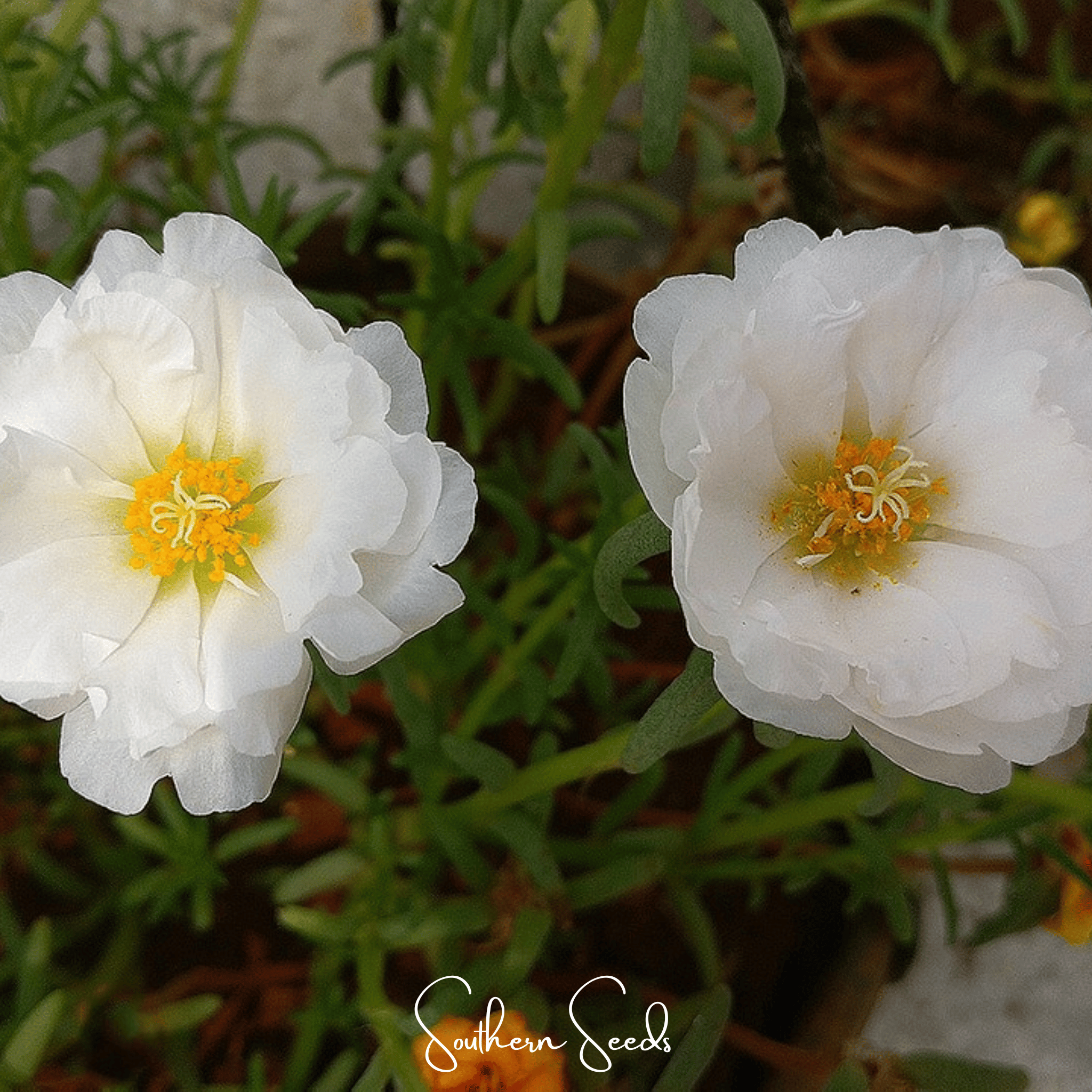 White Moss Rose – 250 Seeds
