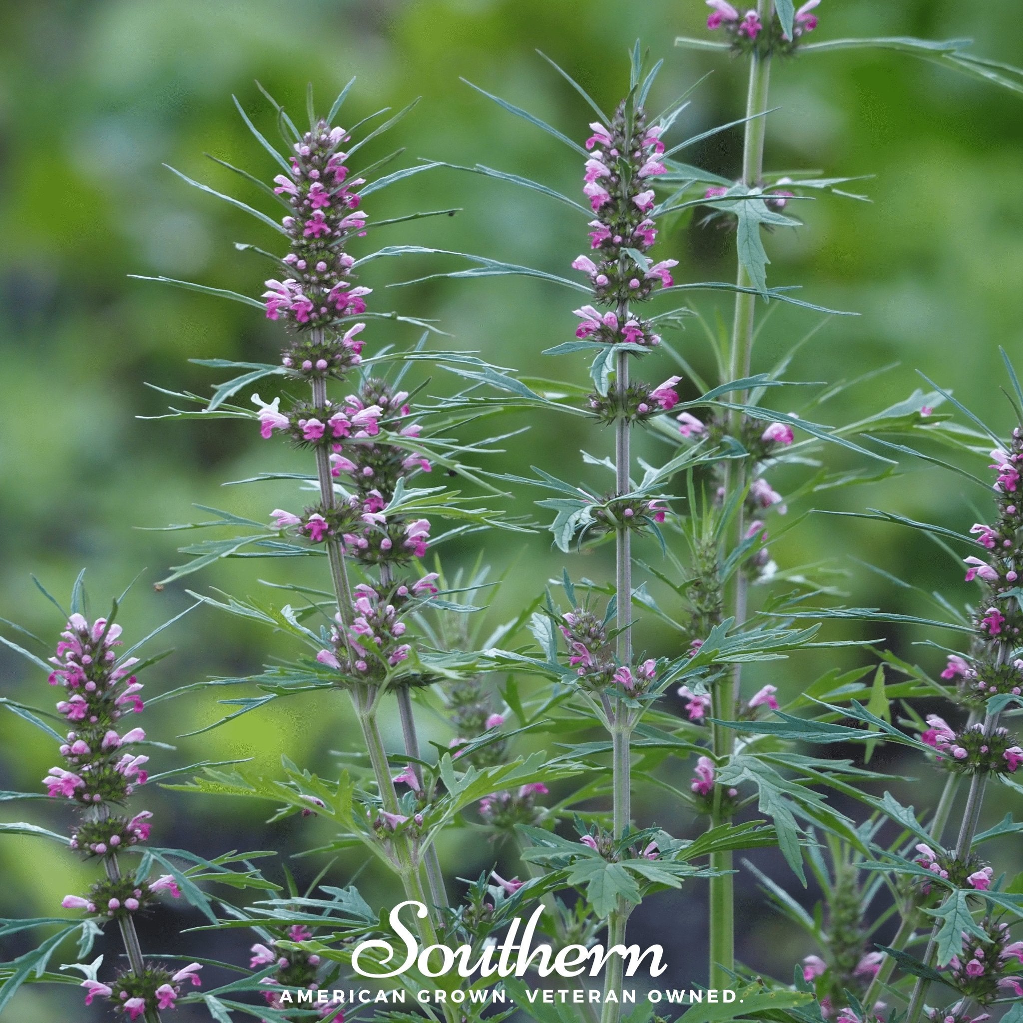 Motherwort – 50 Seeds