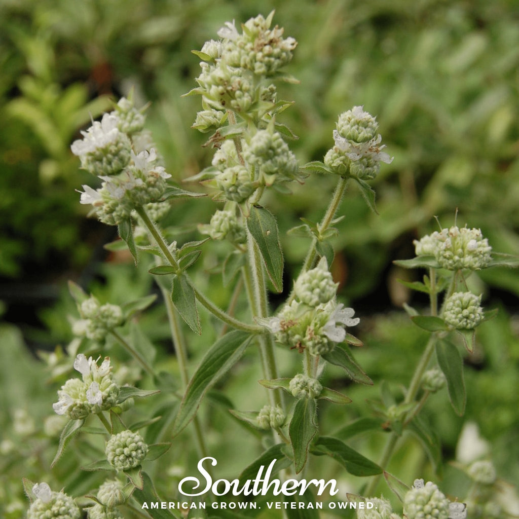 Mountain Mint – 100 Seeds