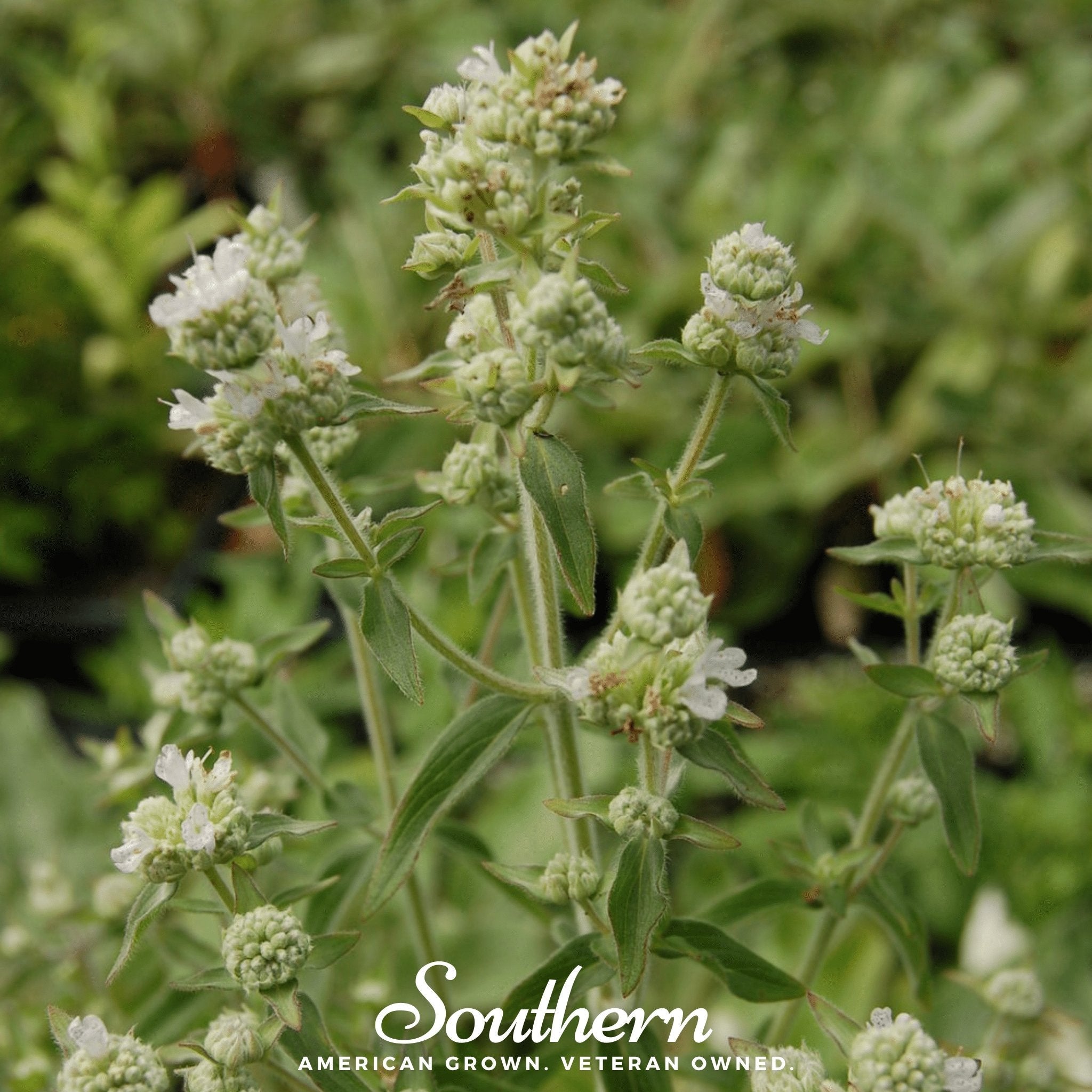 Mountain Mint – 100 Seeds