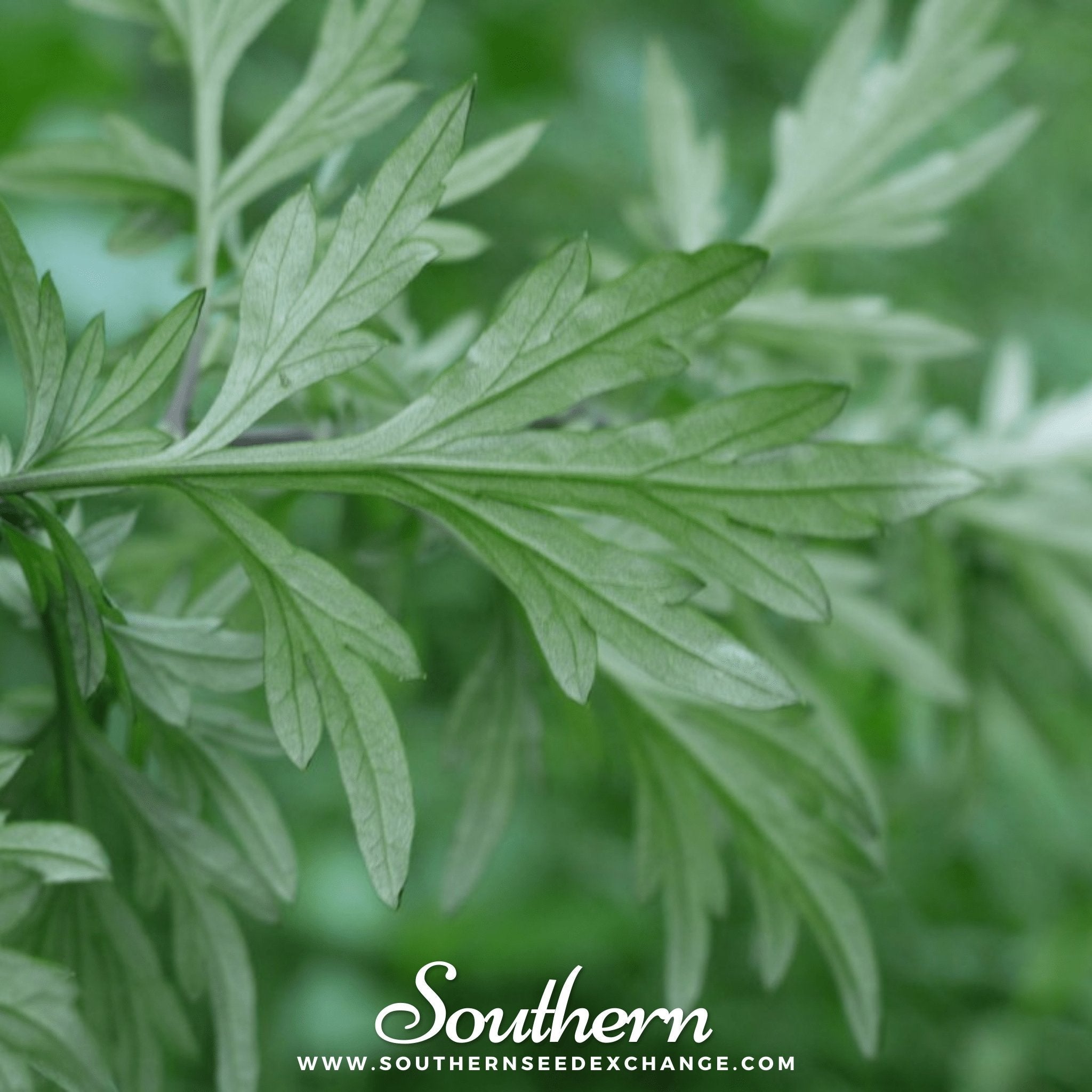 Mugwort – 100 Seeds