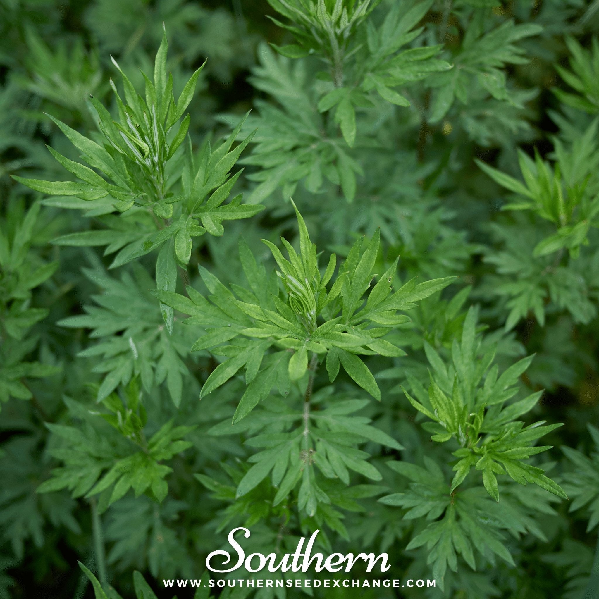 Mugwort – 100 Seeds