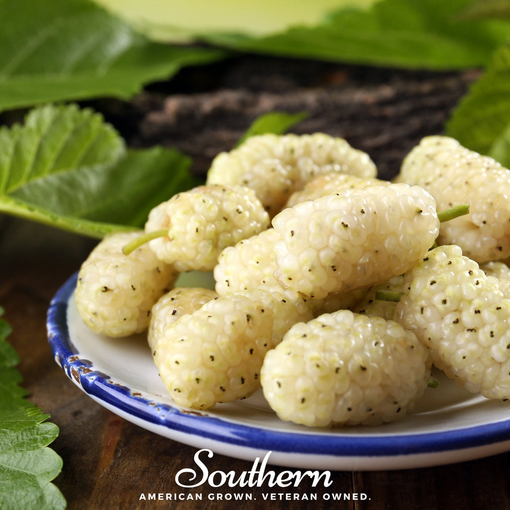 White Mulberry – 50 Seeds