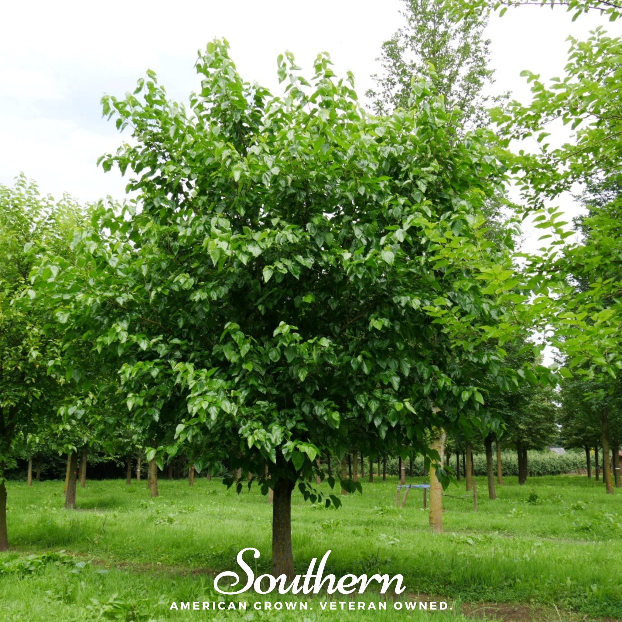 White Mulberry – 50 Seeds