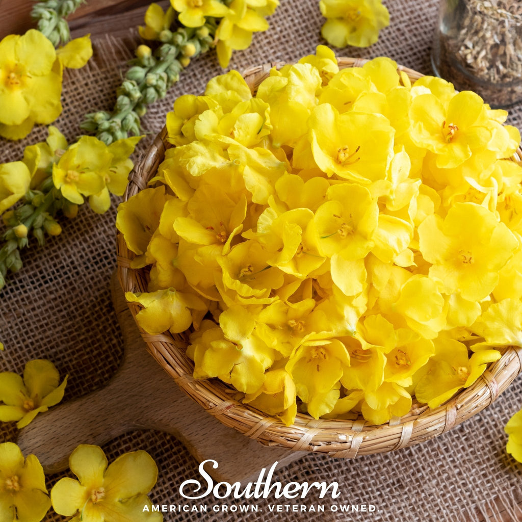 Mullein – 100 Seeds