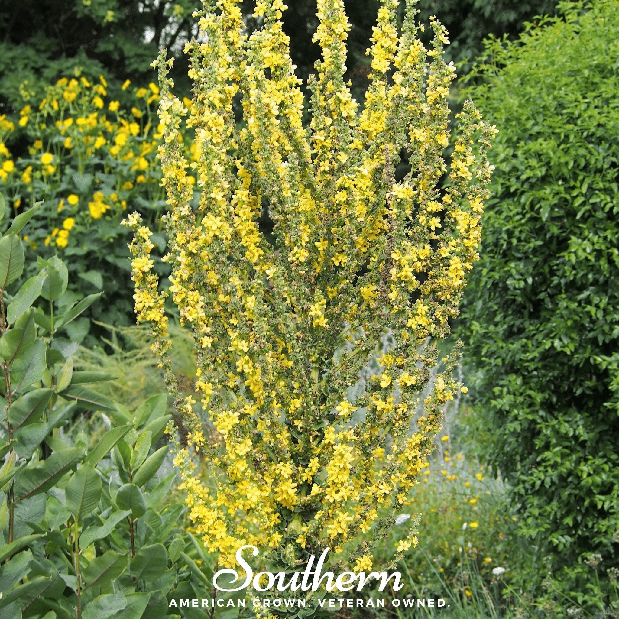 Greek Mullein – 100 Seeds