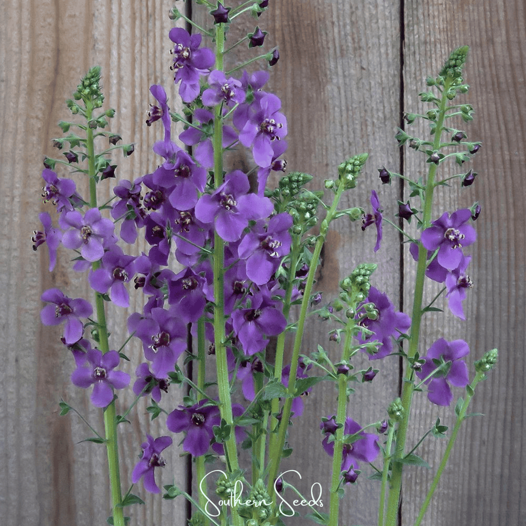 Purple Mullein – 50 Seeds