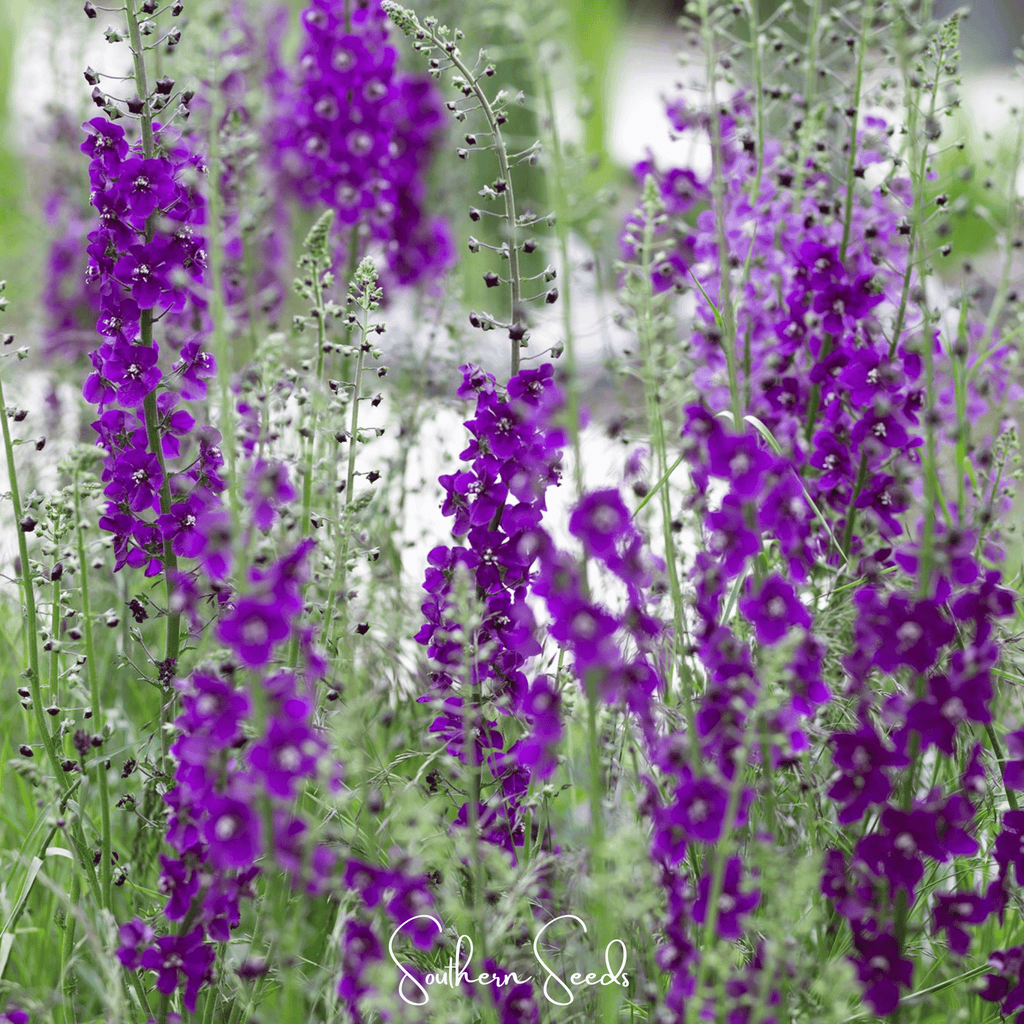 Purple Mullein – 50 Seeds