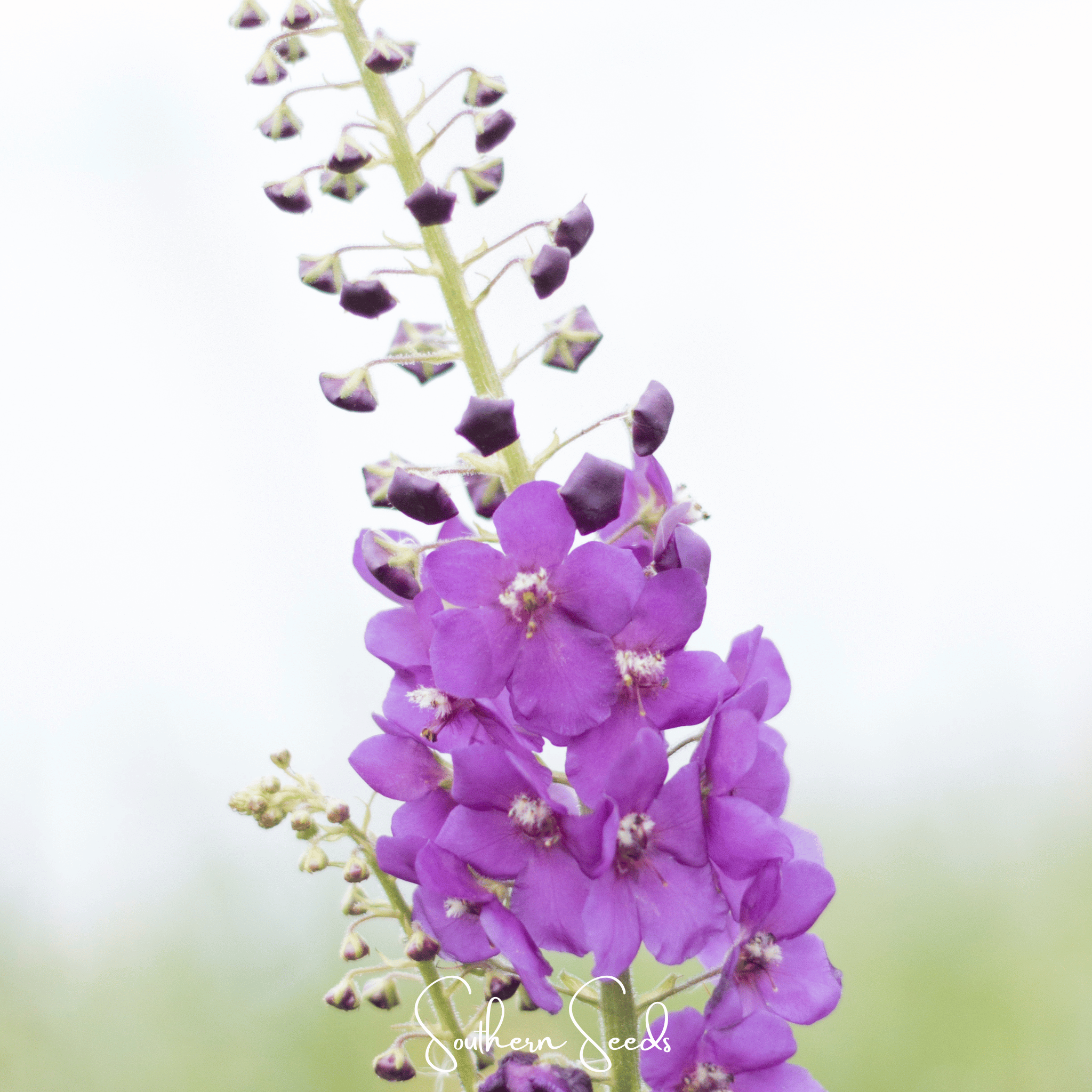 Purple Mullein – 50 Seeds