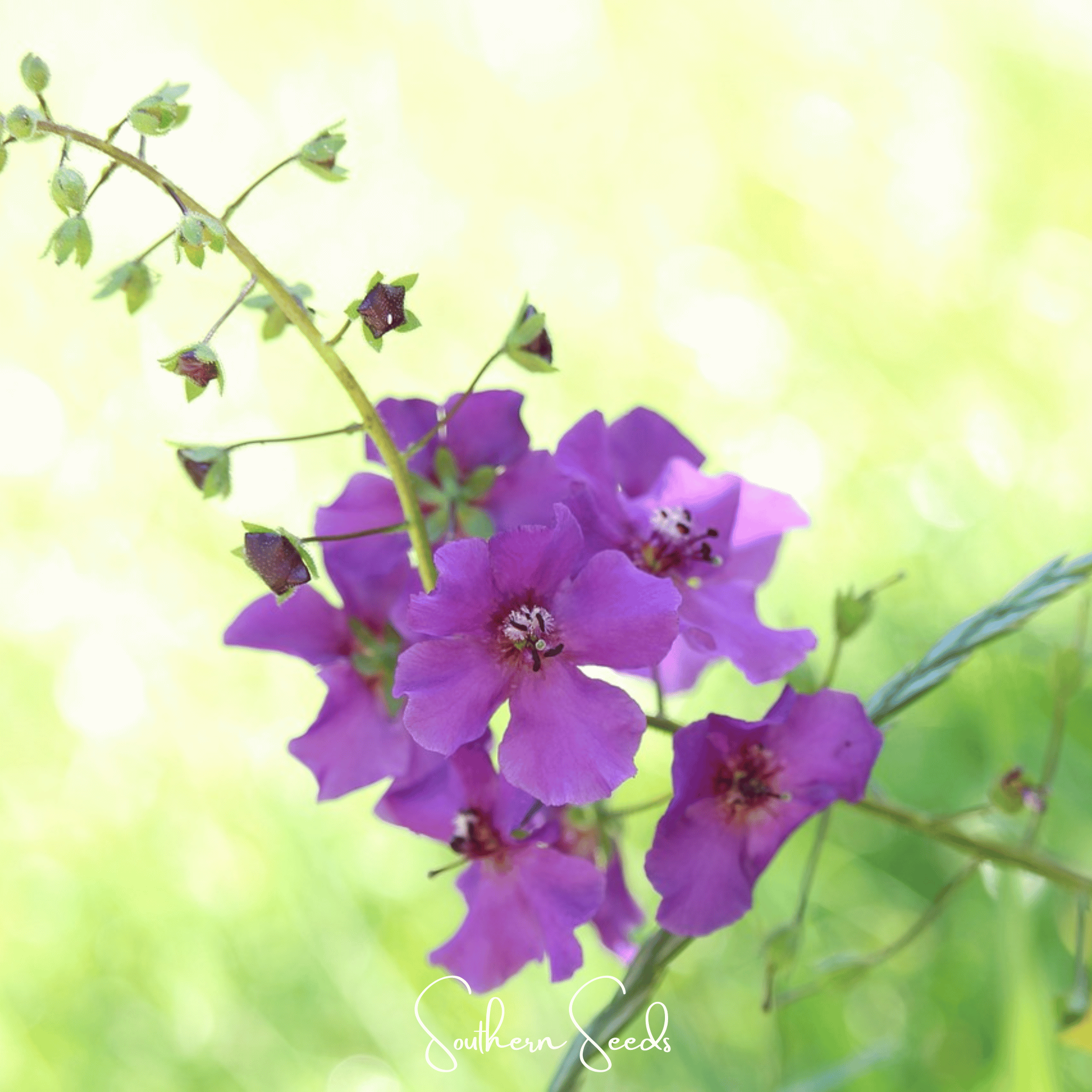 Purple Mullein – 50 Seeds