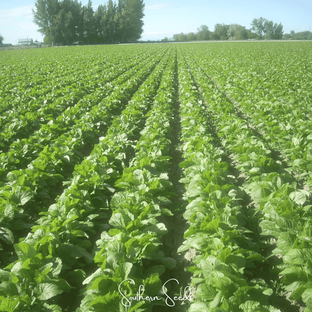 Florida Broadleaf Mustard – 250 Seeds